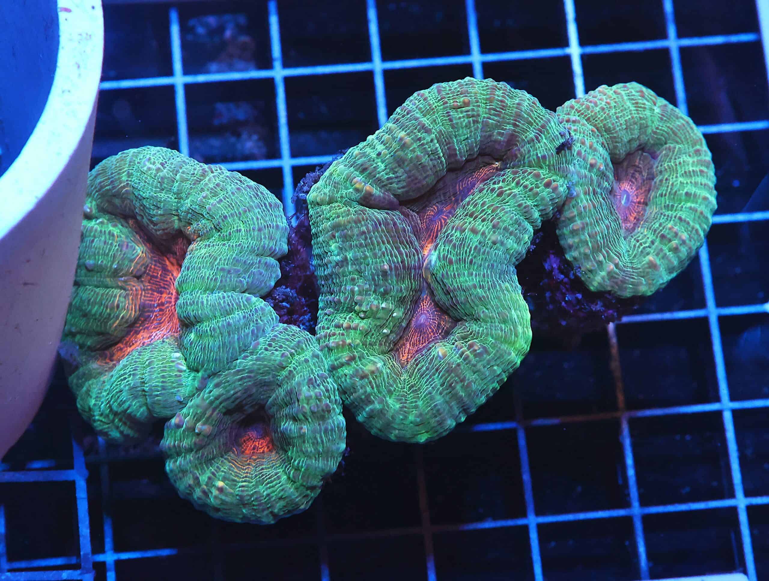 H118 - INDO PINK TEAL LOBO