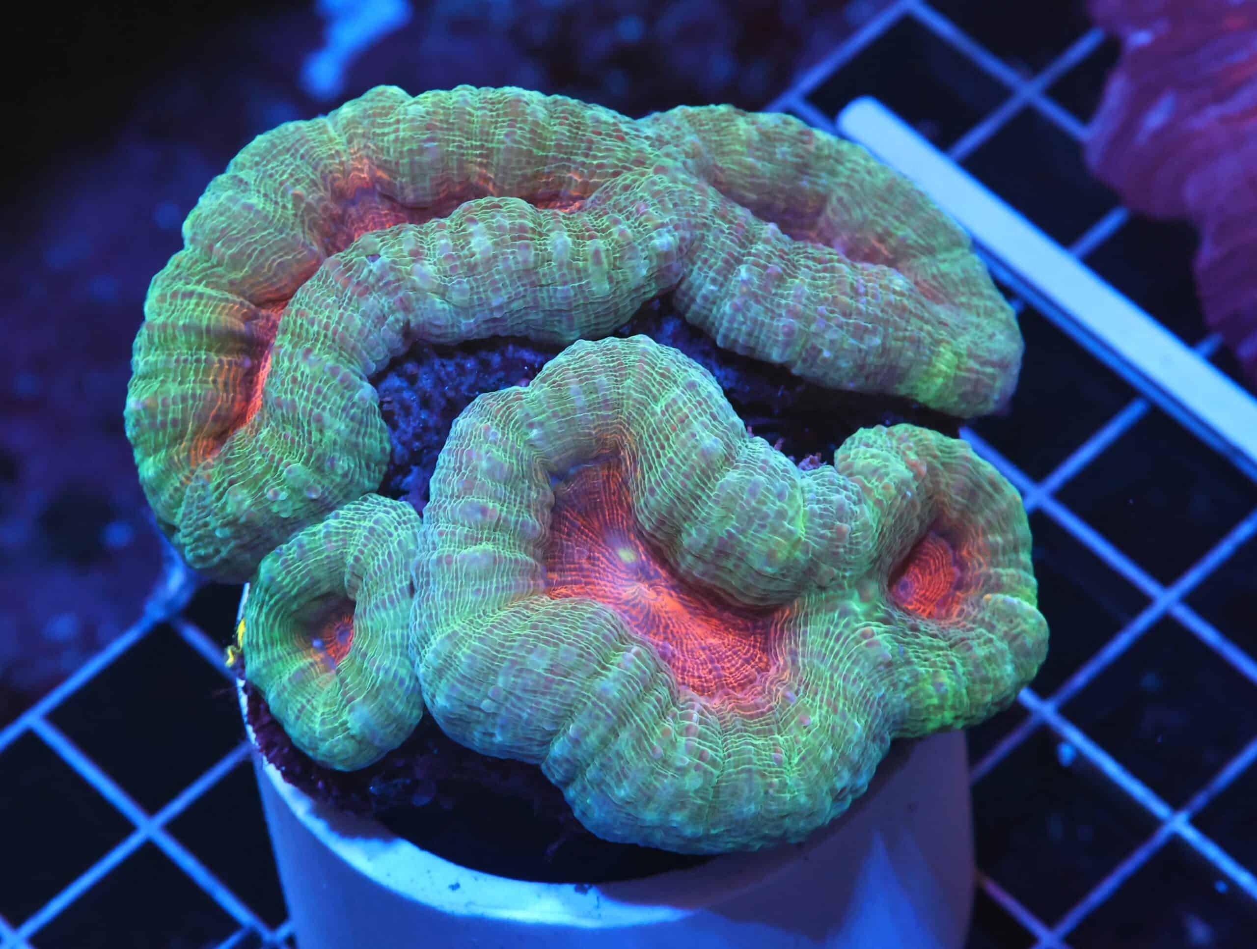 H116 - INDO PINK TEAL LOBO