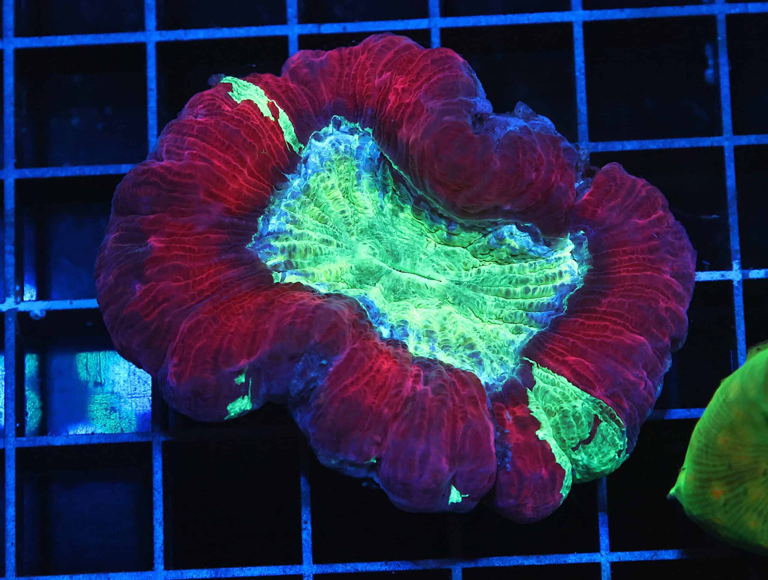 H127 - INDO NUCLEAR BLAST TRACHY