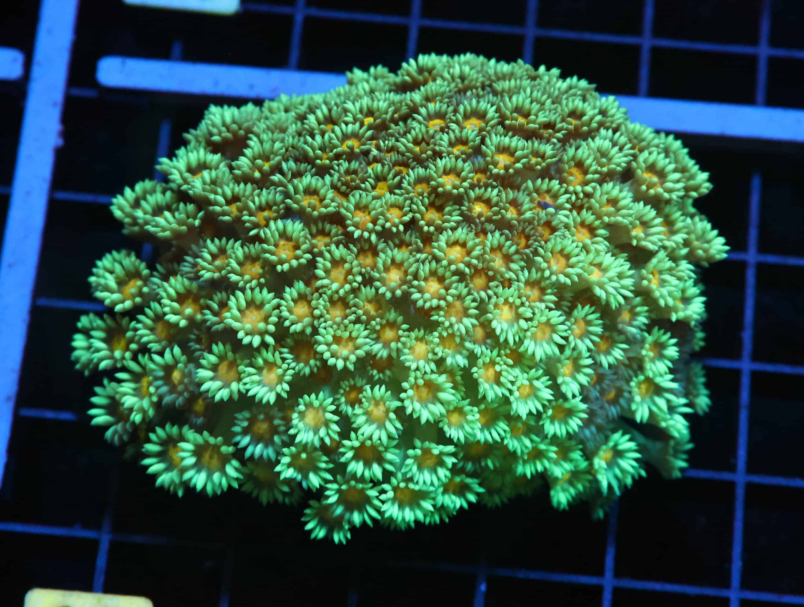 H13 - INDO YELLOW SNOWCONE GONIOPORA