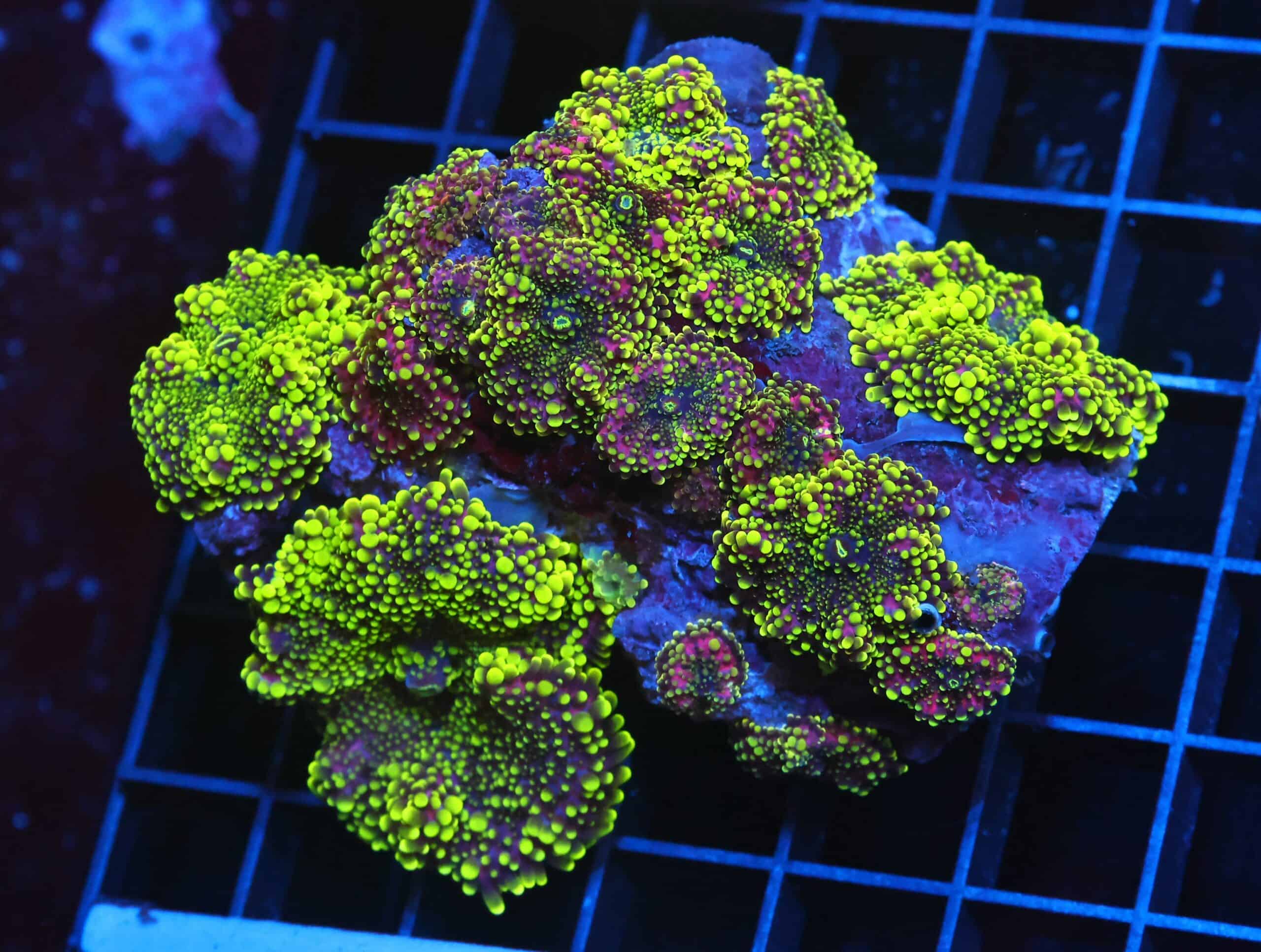 H130 - RADIOACTIVE JOKER RICORDEA MUSHROOM