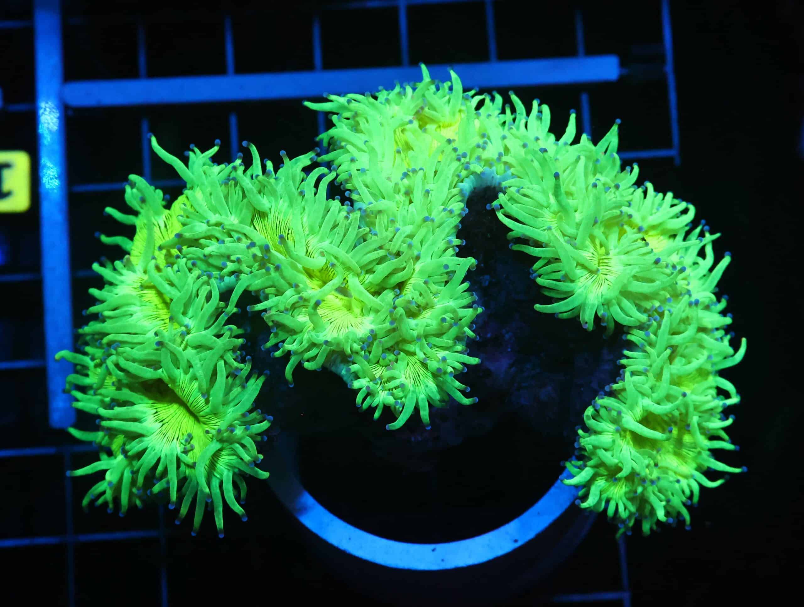 H131 - INDO PURPLE TIP ELEGANCE LG