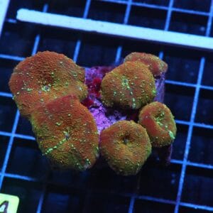 H14 - RUSTY GOLD DISCO MUSHROOM