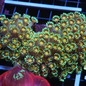 H16 - INDO YELLOW SNOWCONE GONIOPORA