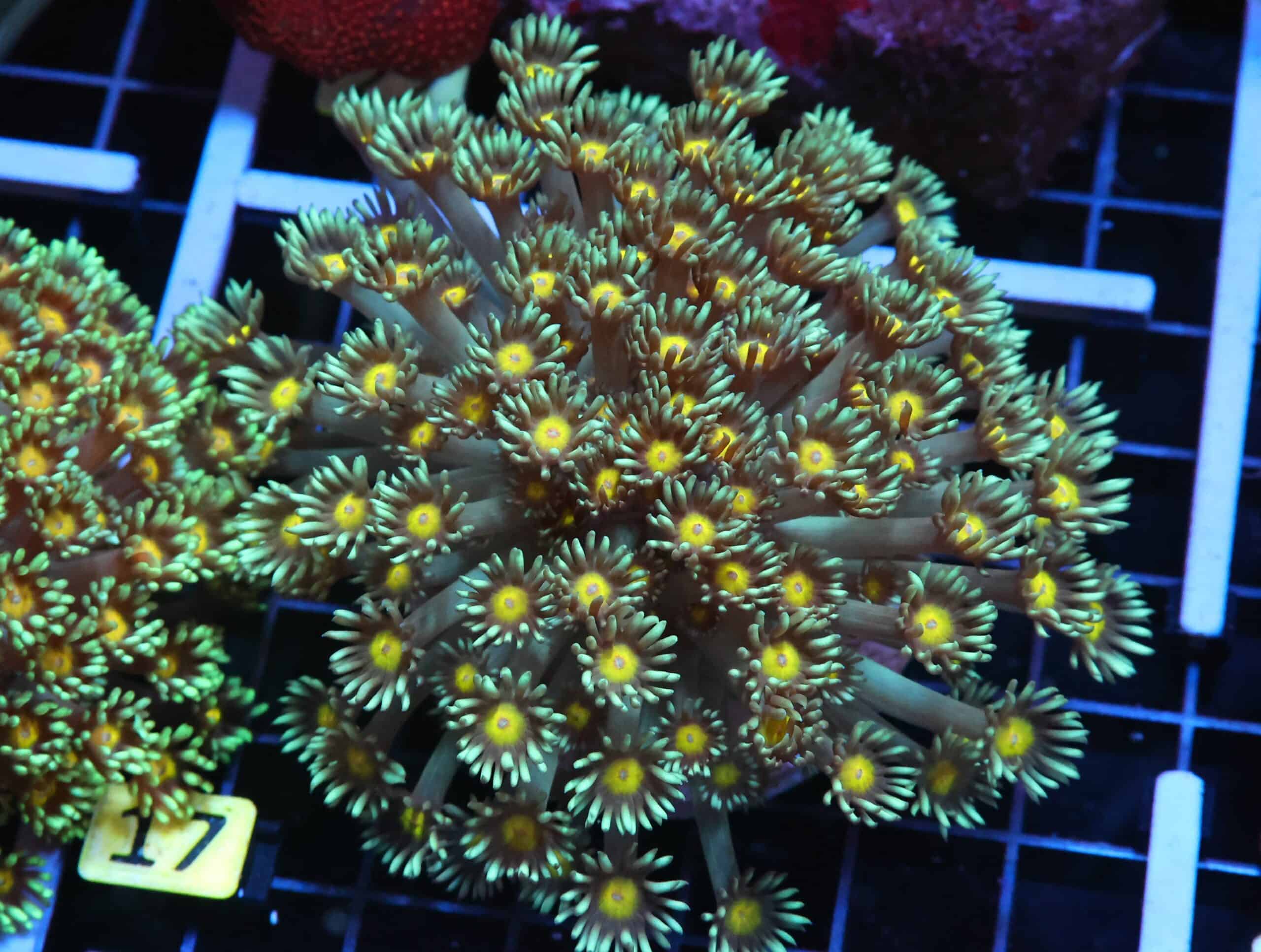 H17 - INDO YELLOW SNOWCONE GONIOPORA