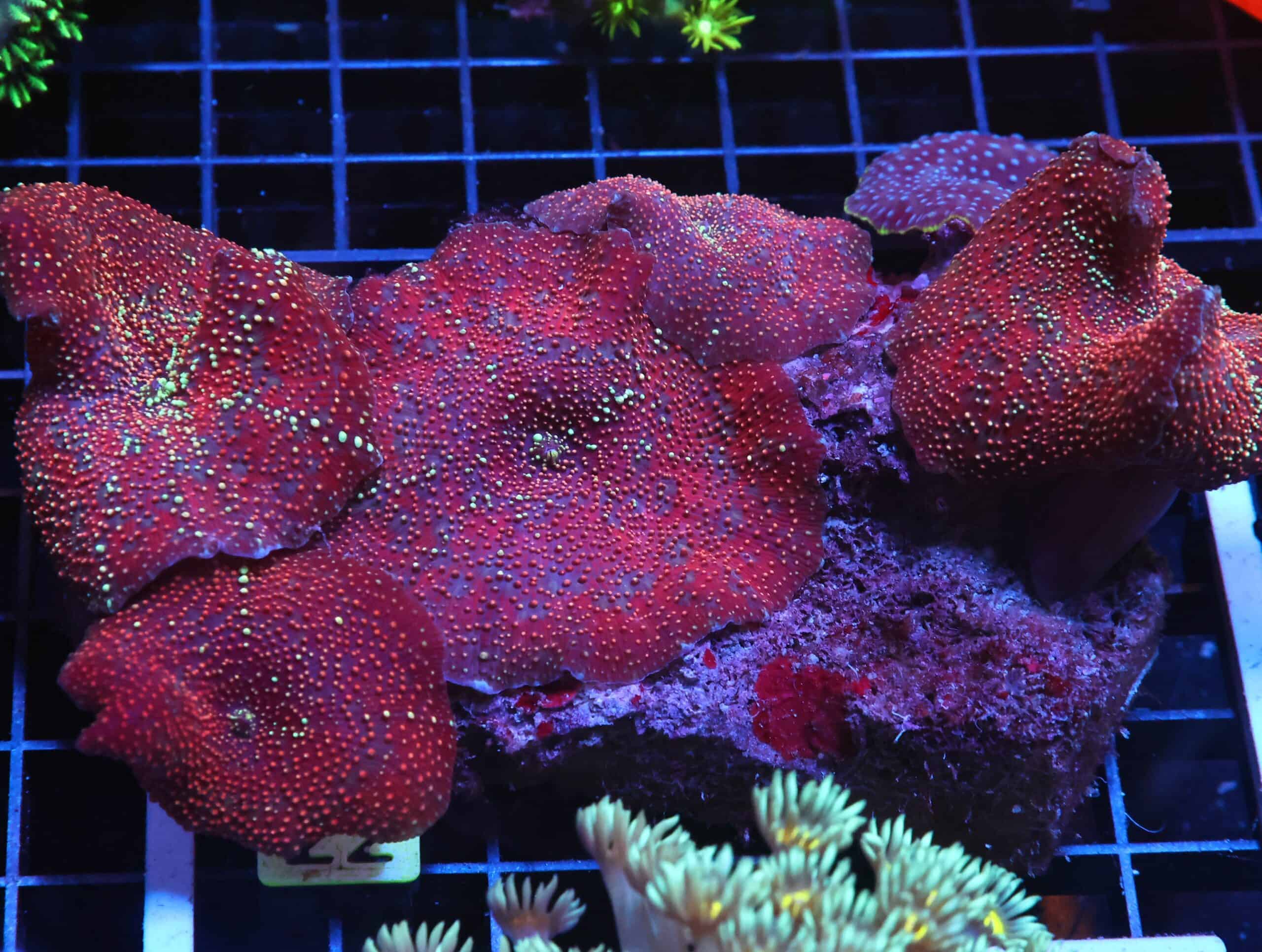 H22 - RED DEVIL DISCO MUSHROOM