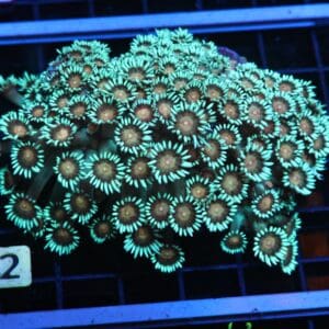 H32 - INDO YELLOW SNOWCONE GONIOPORA