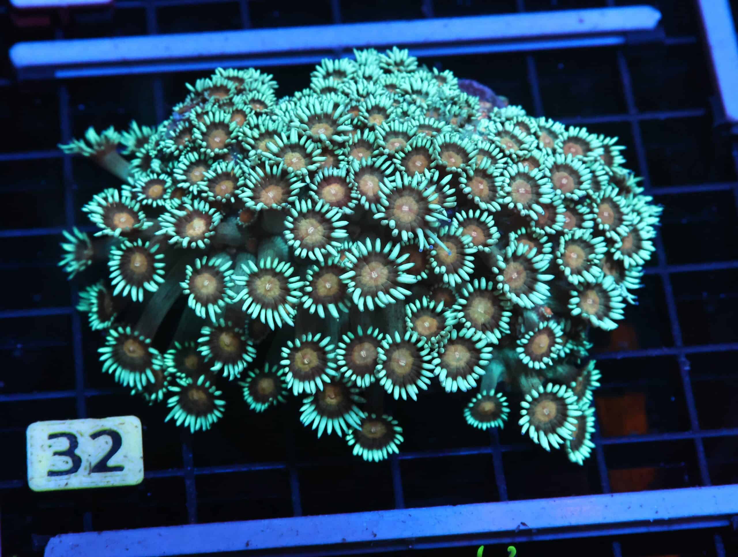 H32 - INDO YELLOW SNOWCONE GONIOPORA