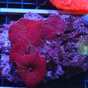 H33 - RED DEVIL DISCO MUSHROOM