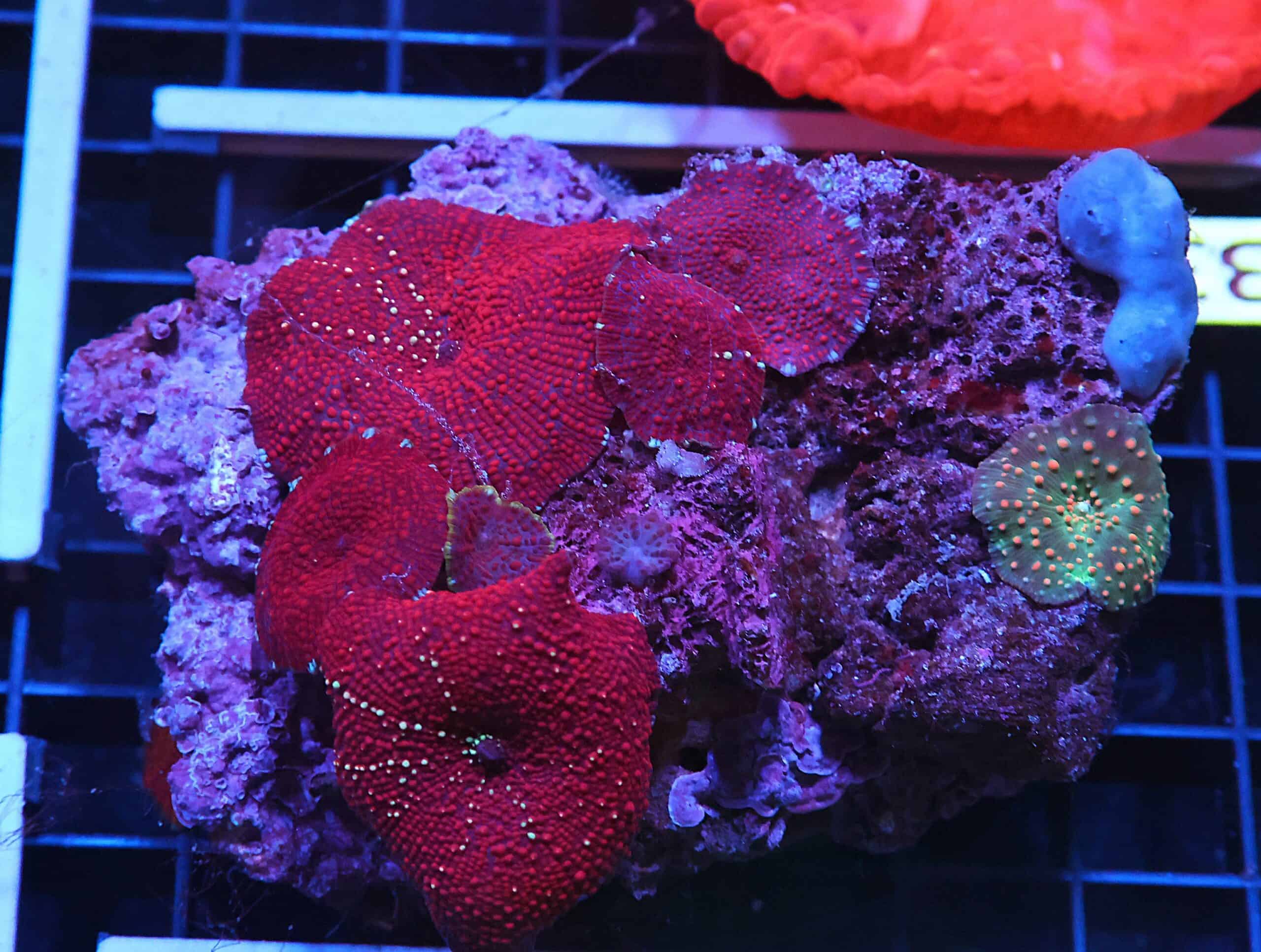 H33 - RED DEVIL DISCO MUSHROOM