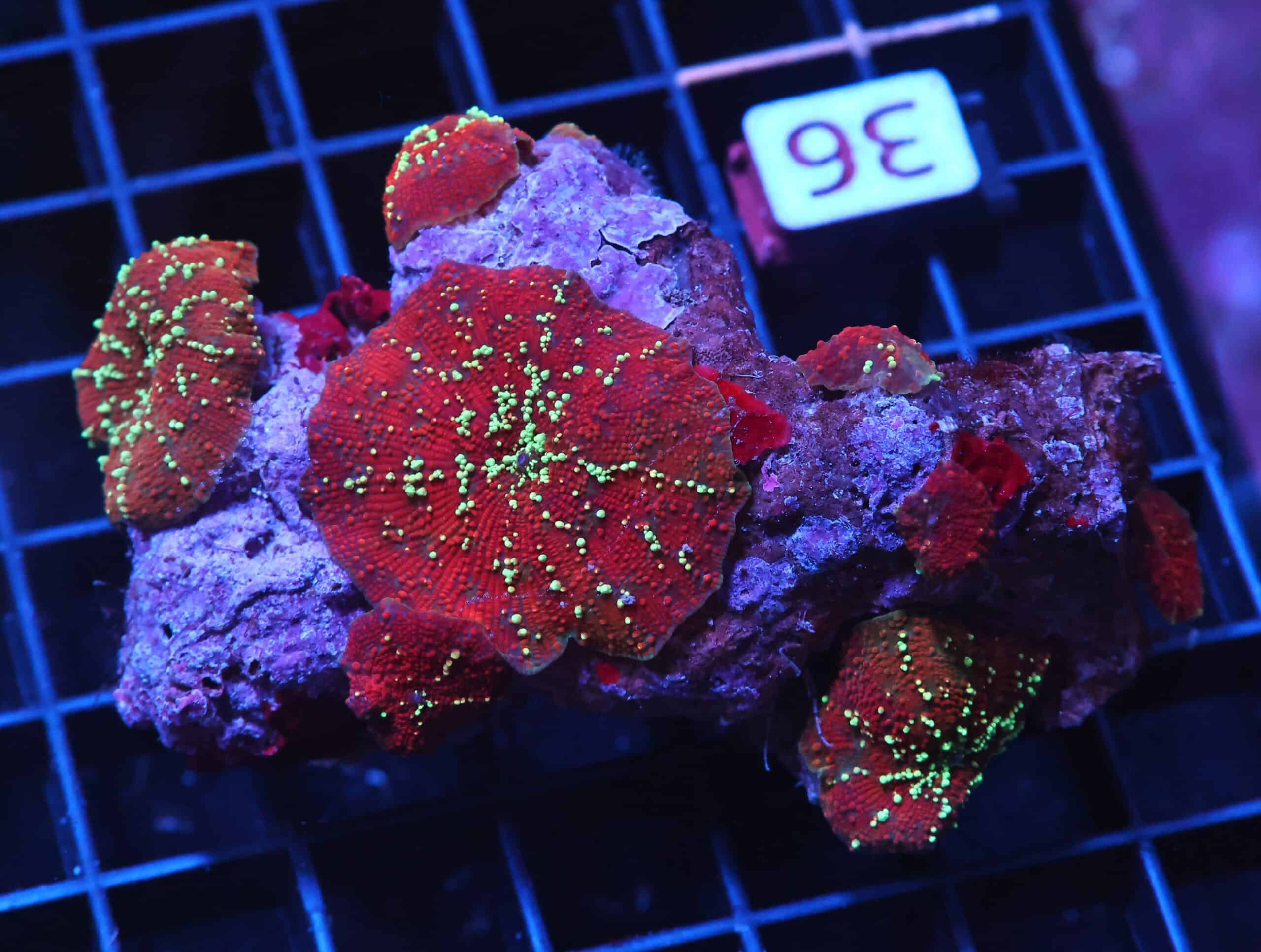 H36 - RED DEVIL DISCO MUSHROOM