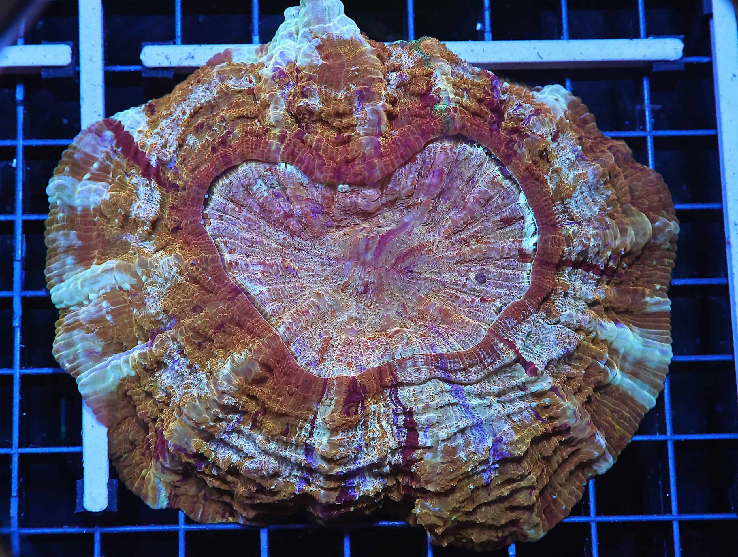 H43 - INDO MYSTIC GOLD ACANTHOPHYLLIA