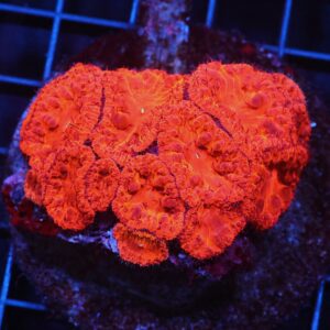 H45 - INDO RUBY RED BLASTO