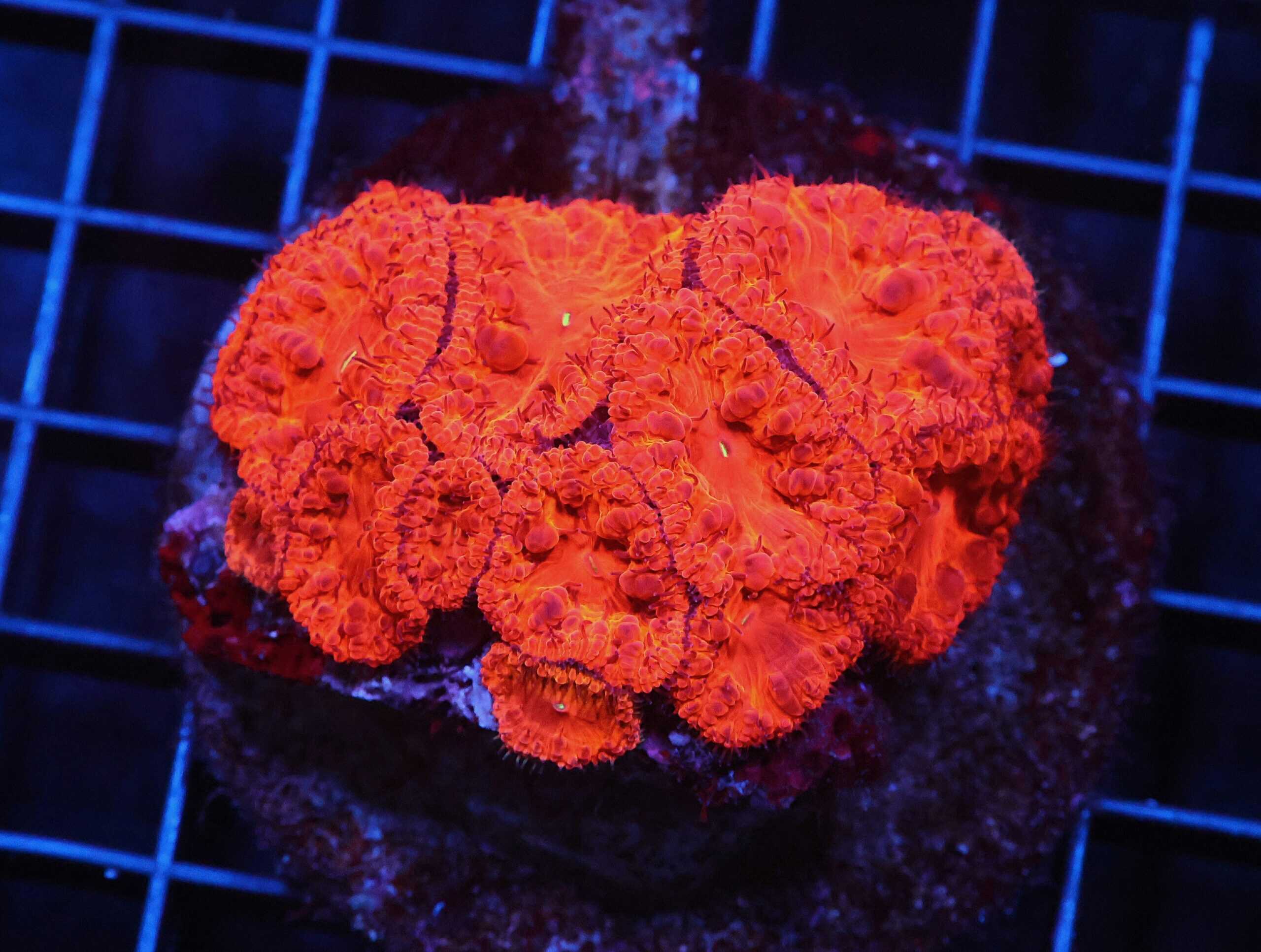 H45 - INDO RUBY RED BLASTO