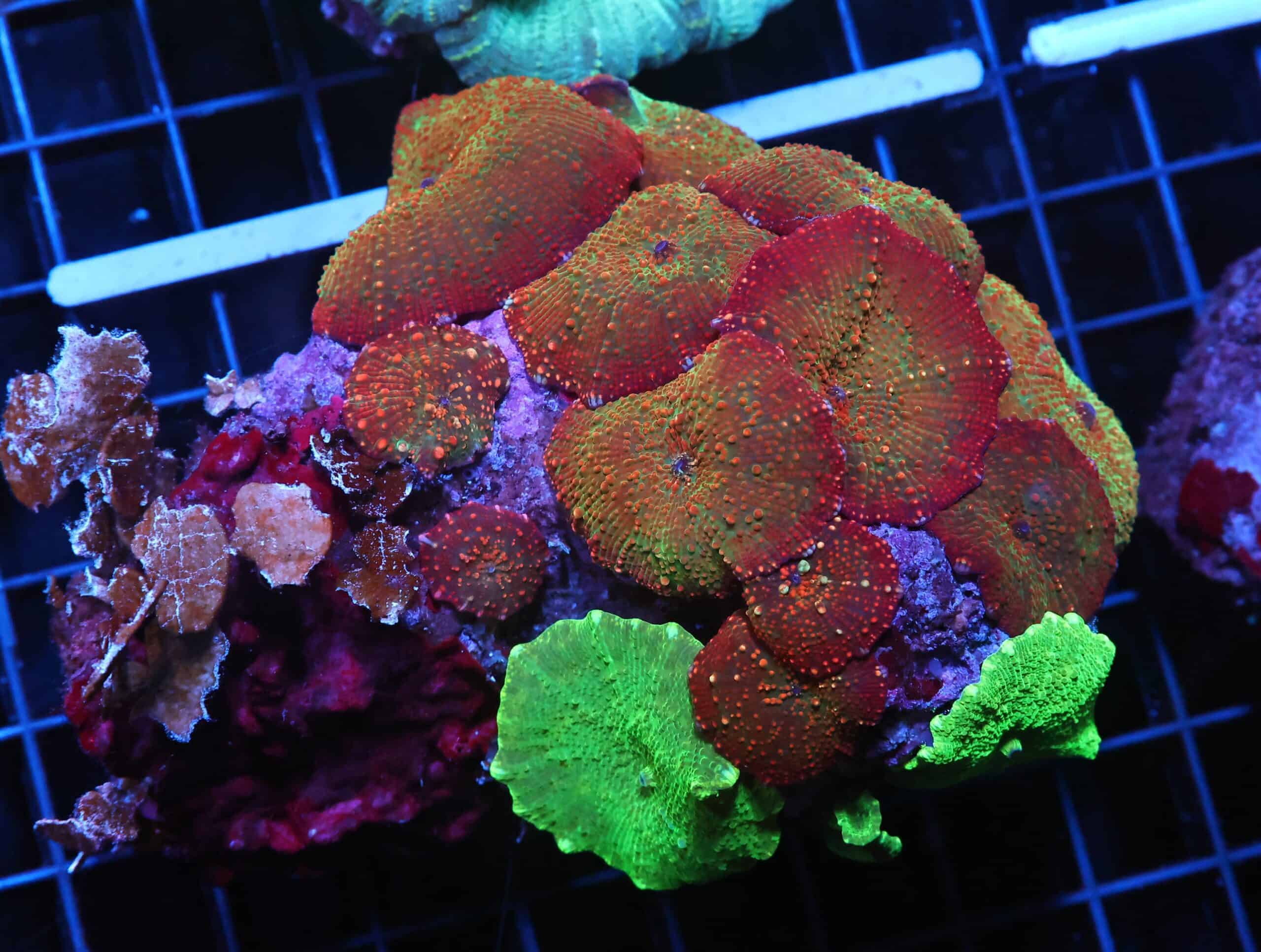 H47 - ULTRA DISCO MUSHROOM COMBO