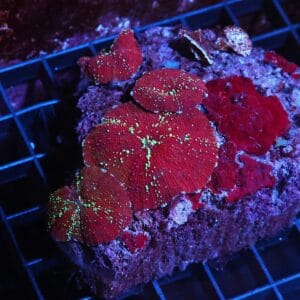 H46 - RED DEVIL DISCO MUSHROOM