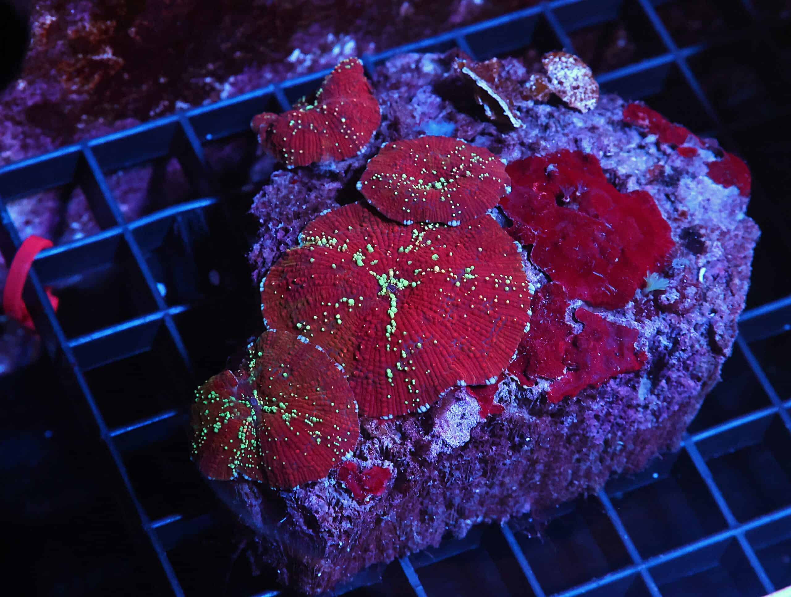 H46 - RED DEVIL DISCO MUSHROOM