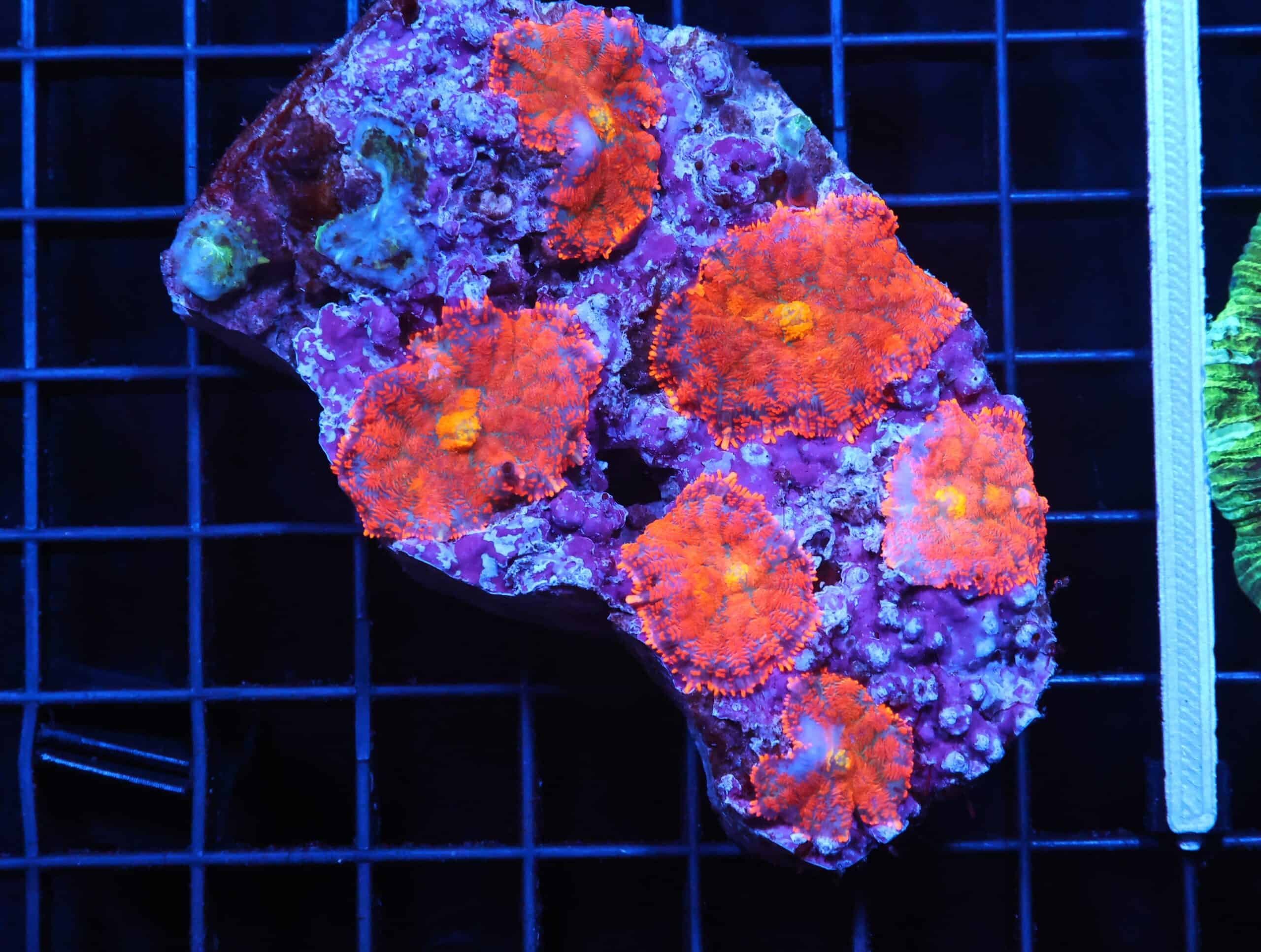 H50 - FLORIDA ORANGE RHODACTIS MUSHROOM