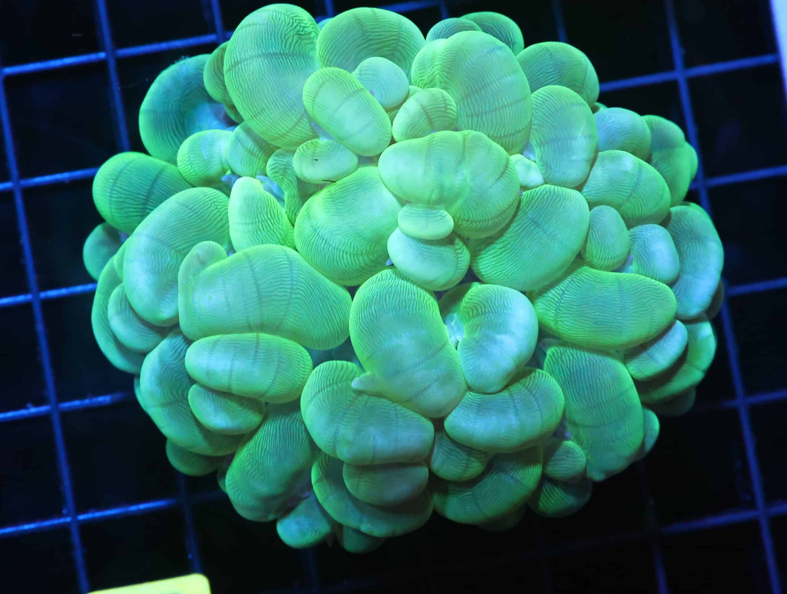 H53 - INDO RADIOACTIVE BUBBLE CORAL
