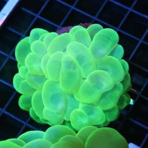 H59 - INDO RADIOACTIVE BUBBLE CORAL