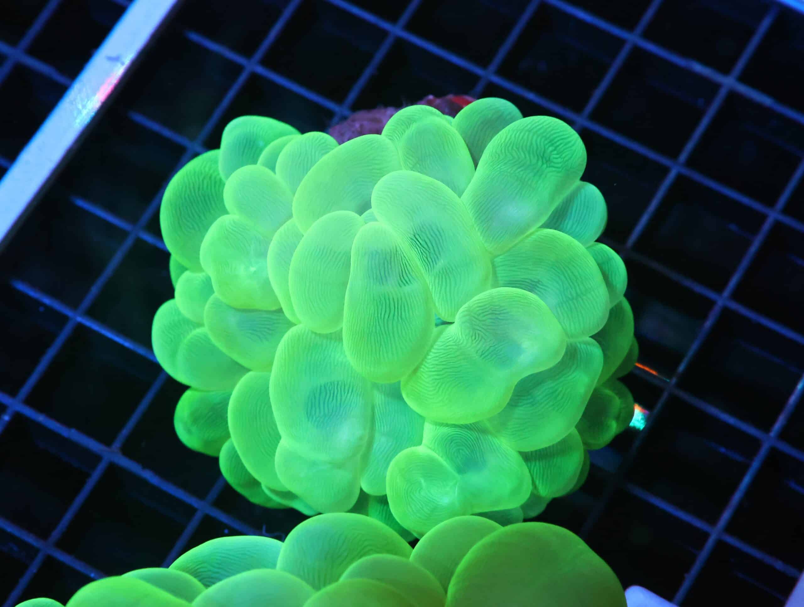 H59 - INDO RADIOACTIVE BUBBLE CORAL