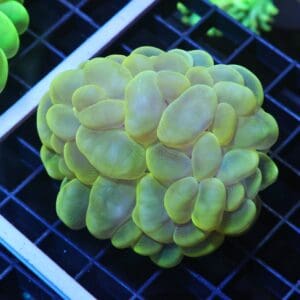 H60 - INDO RADIOACTIVE BUBBLE CORAL