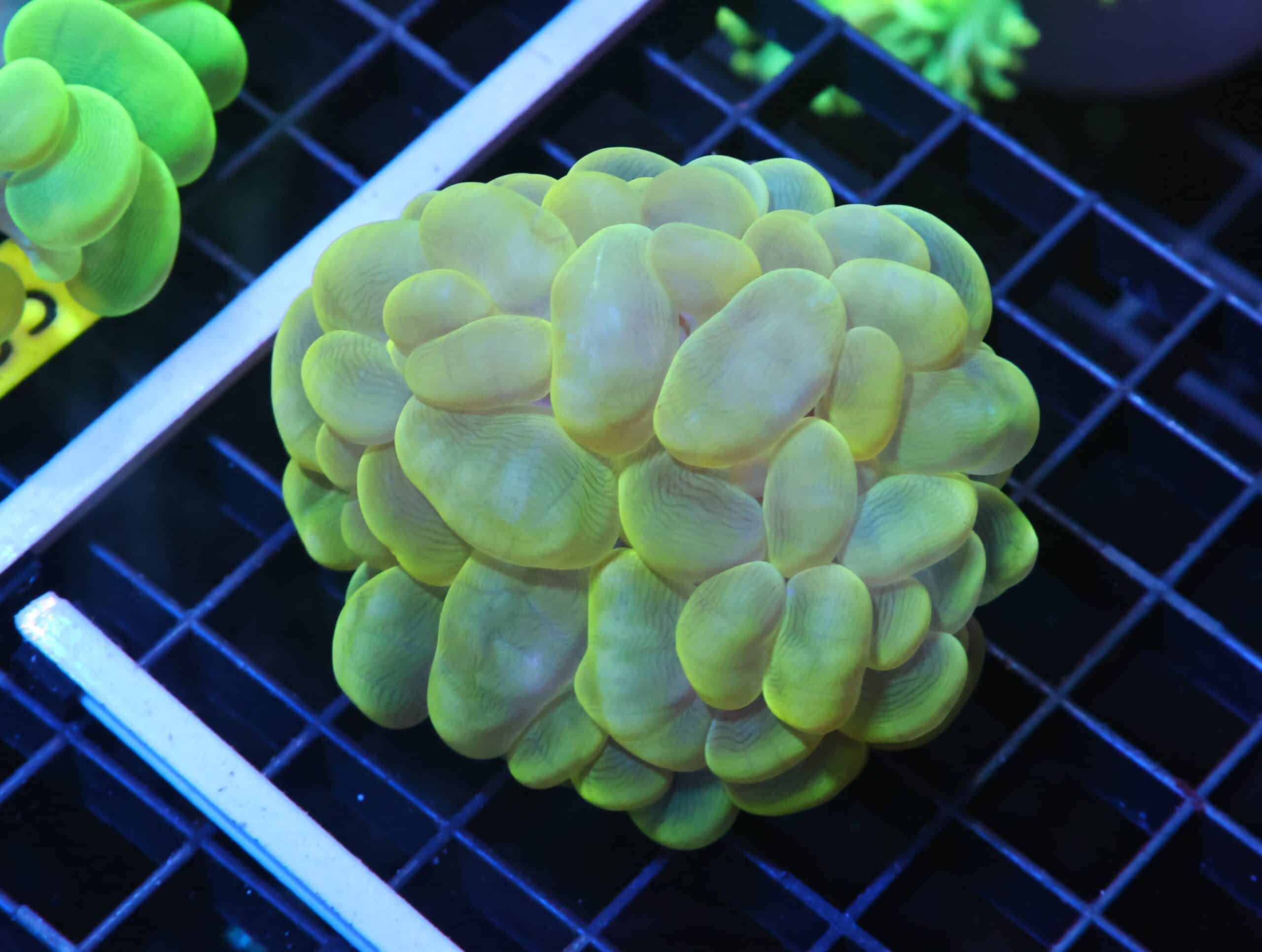 H60 - INDO RADIOACTIVE BUBBLE CORAL