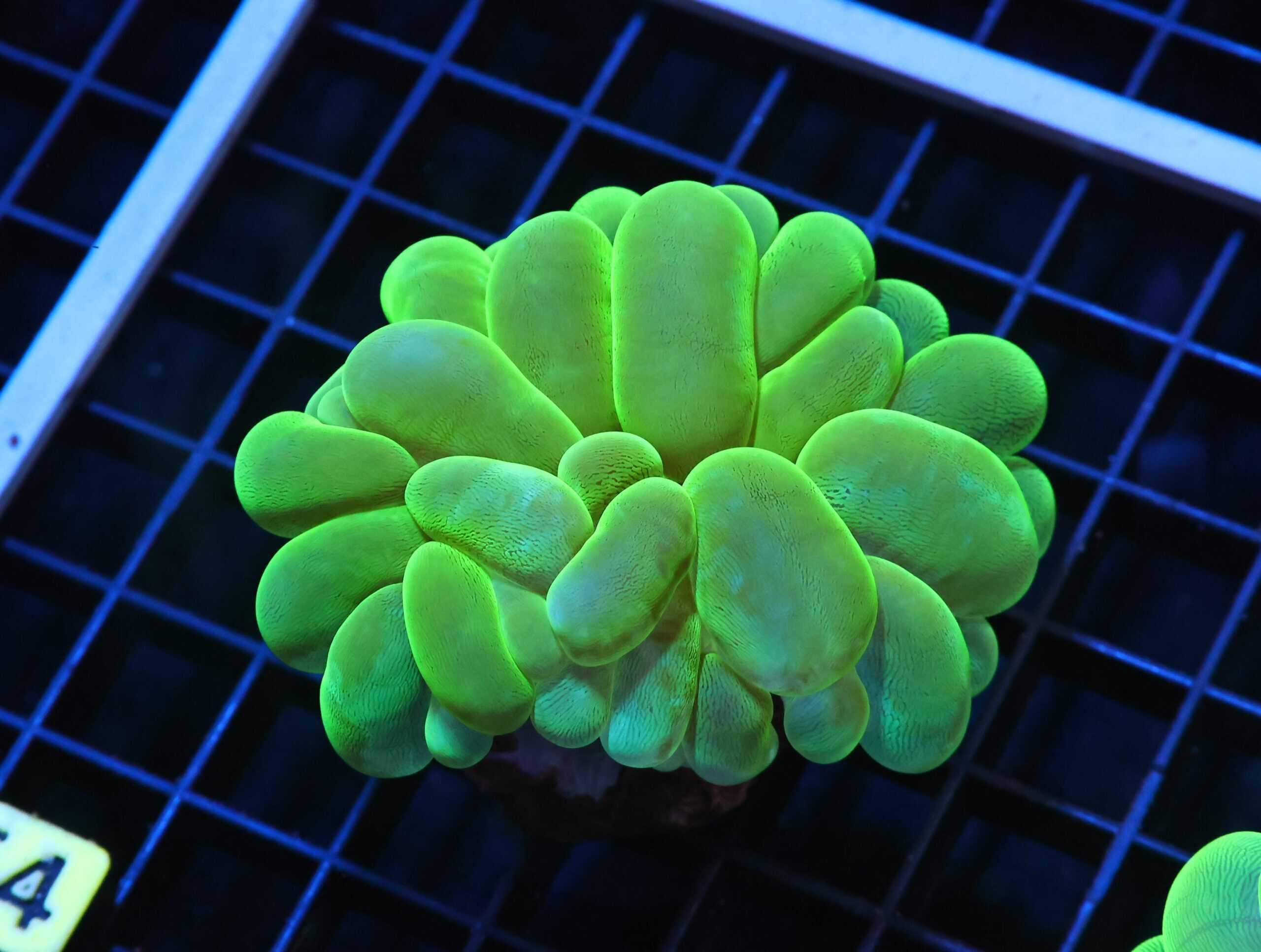 H64 - INDO RADIOACTIVE BUBBLE CORAL