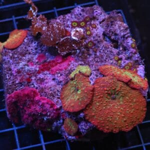 H70 - RED DEVIL DISCO MUSHROOM