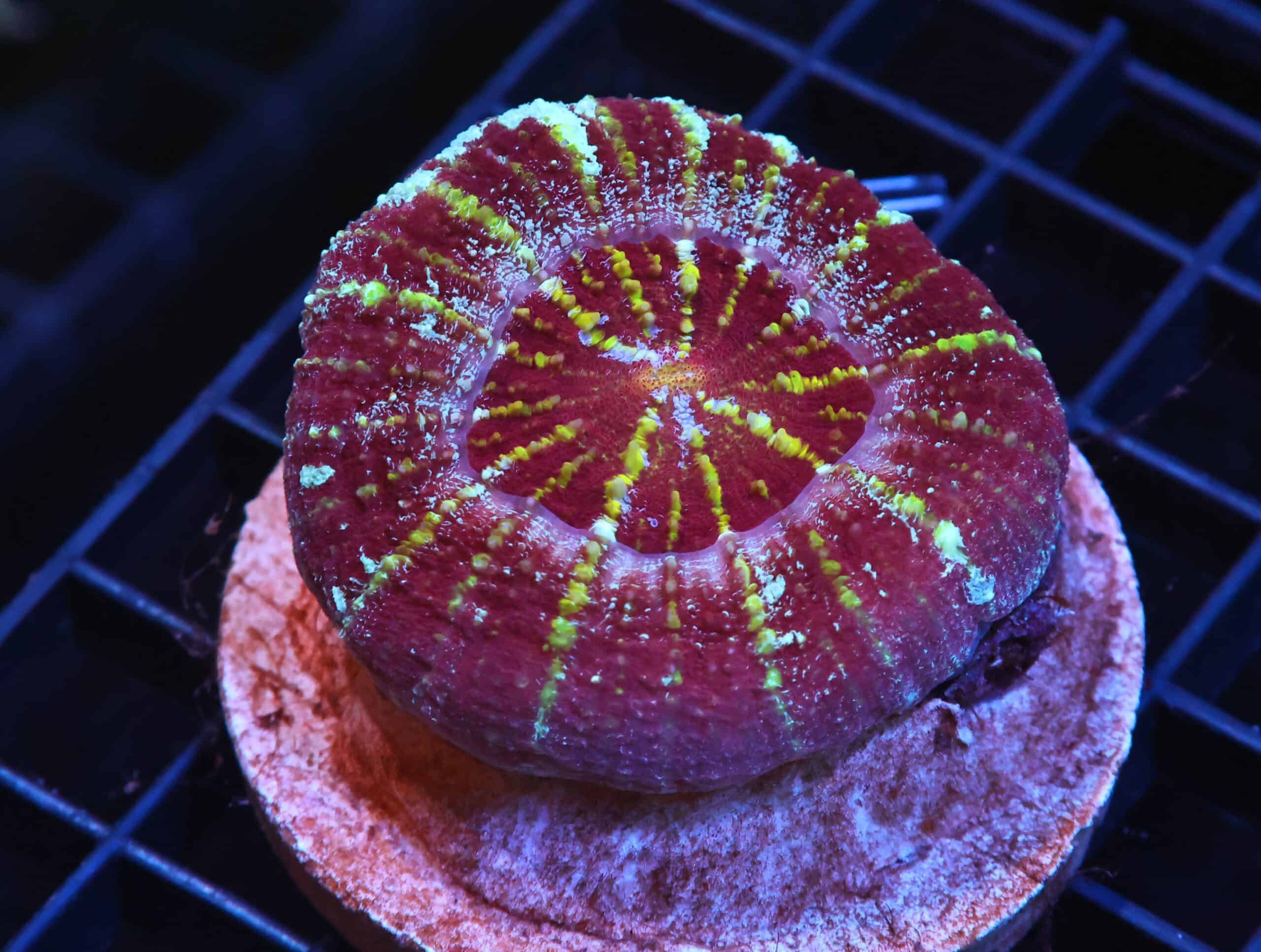 H75 - INDO ULTRA ACAN MAXIMA