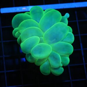 H83 - INDO RADIOACTIVE BUBBLE CORAL