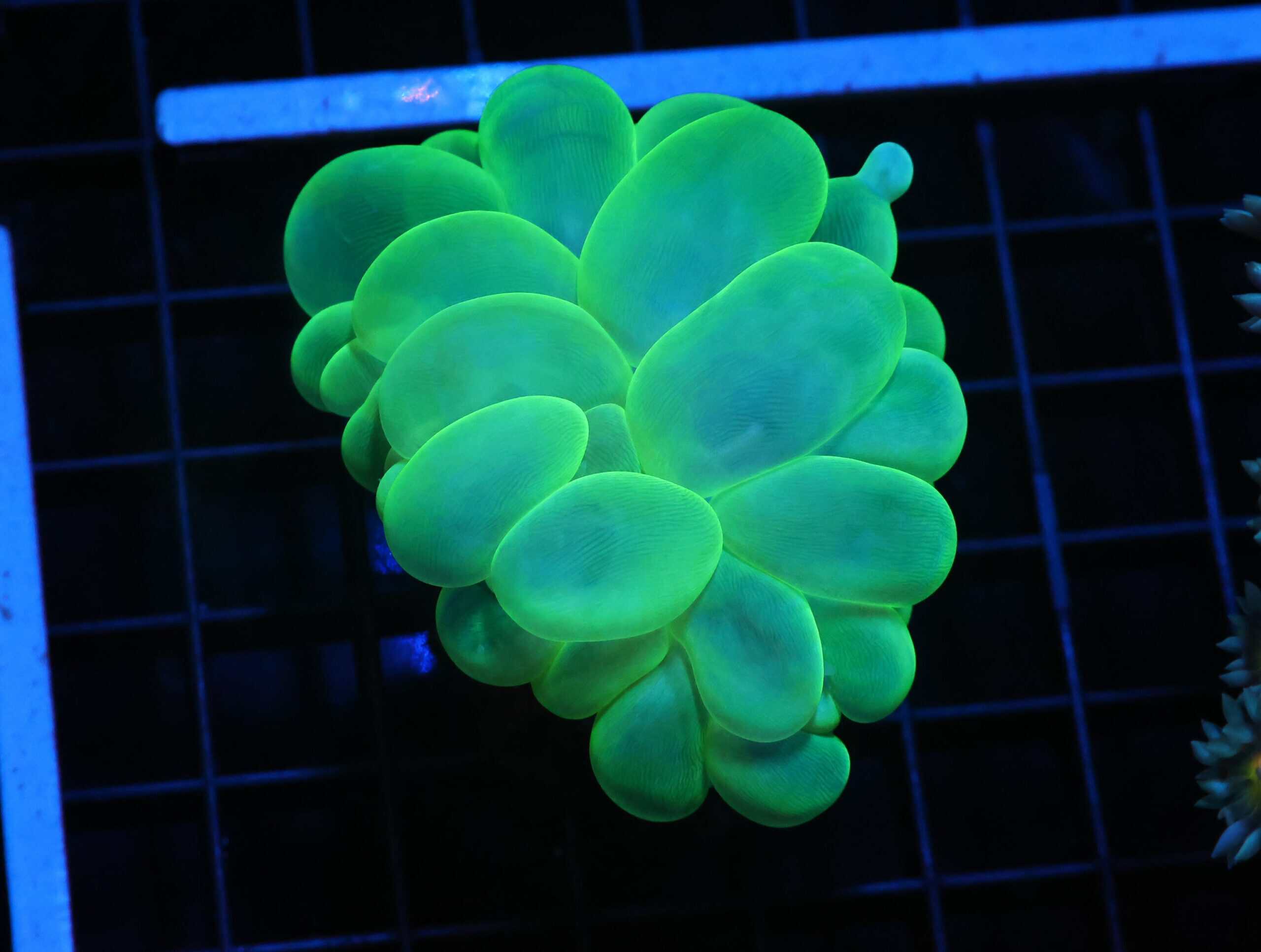 H83 - INDO RADIOACTIVE BUBBLE CORAL