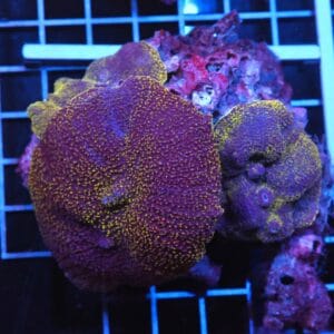 H91 - GOLD ELEPHANT EAR MUSHROOM