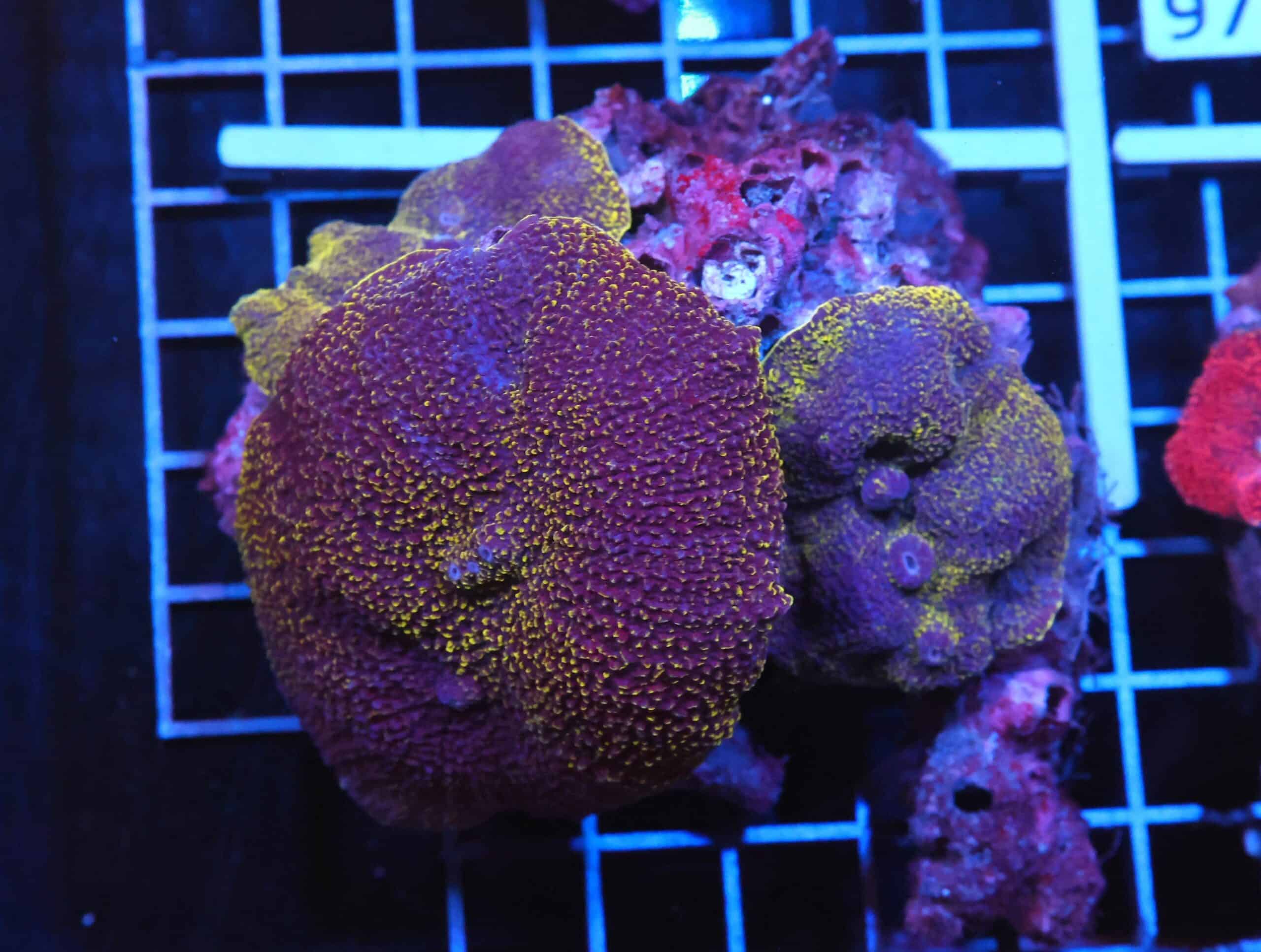 H91 - GOLD ELEPHANT EAR MUSHROOM