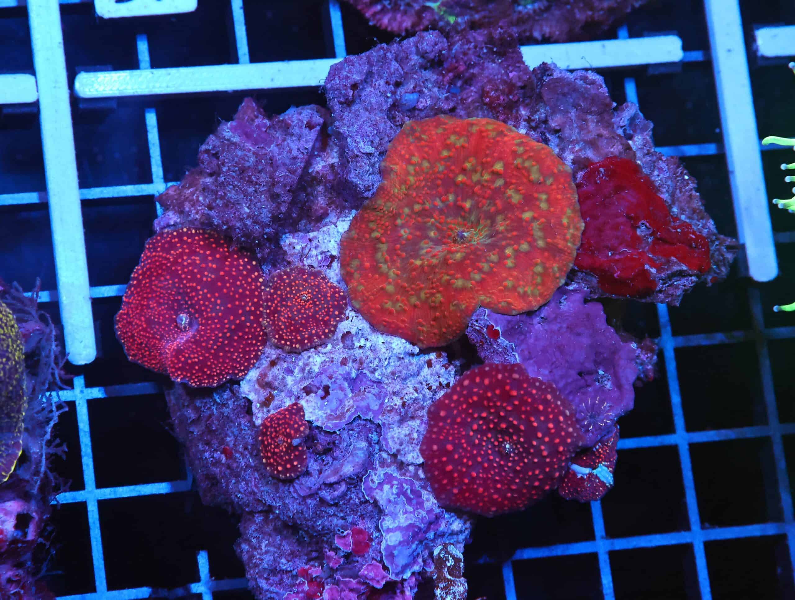 H92 - RED DEVIL DISCO MUSHROOM