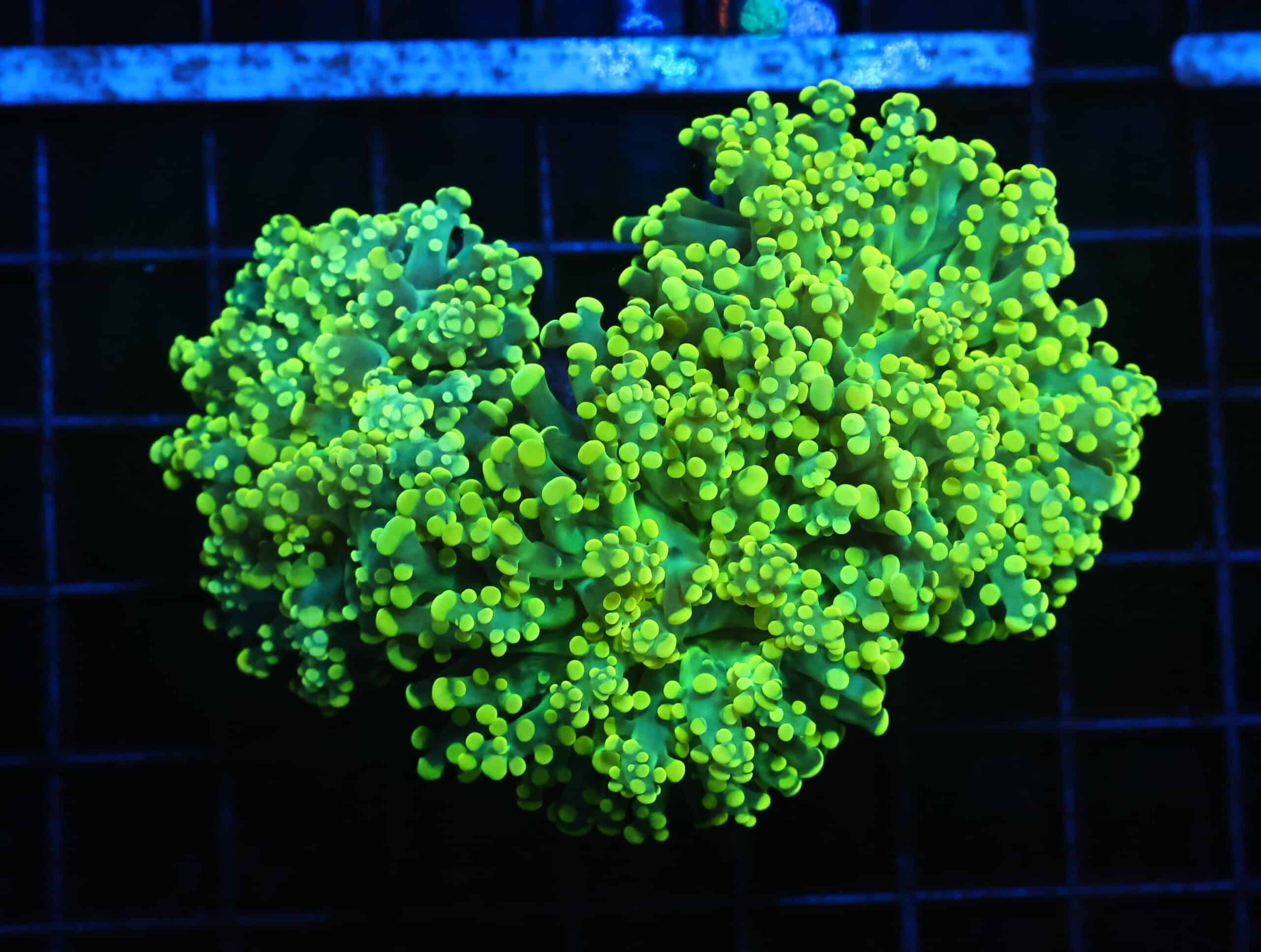 J01 - INDO FROGPSAWN BRANCH GAMMA RAY 3 HEAD