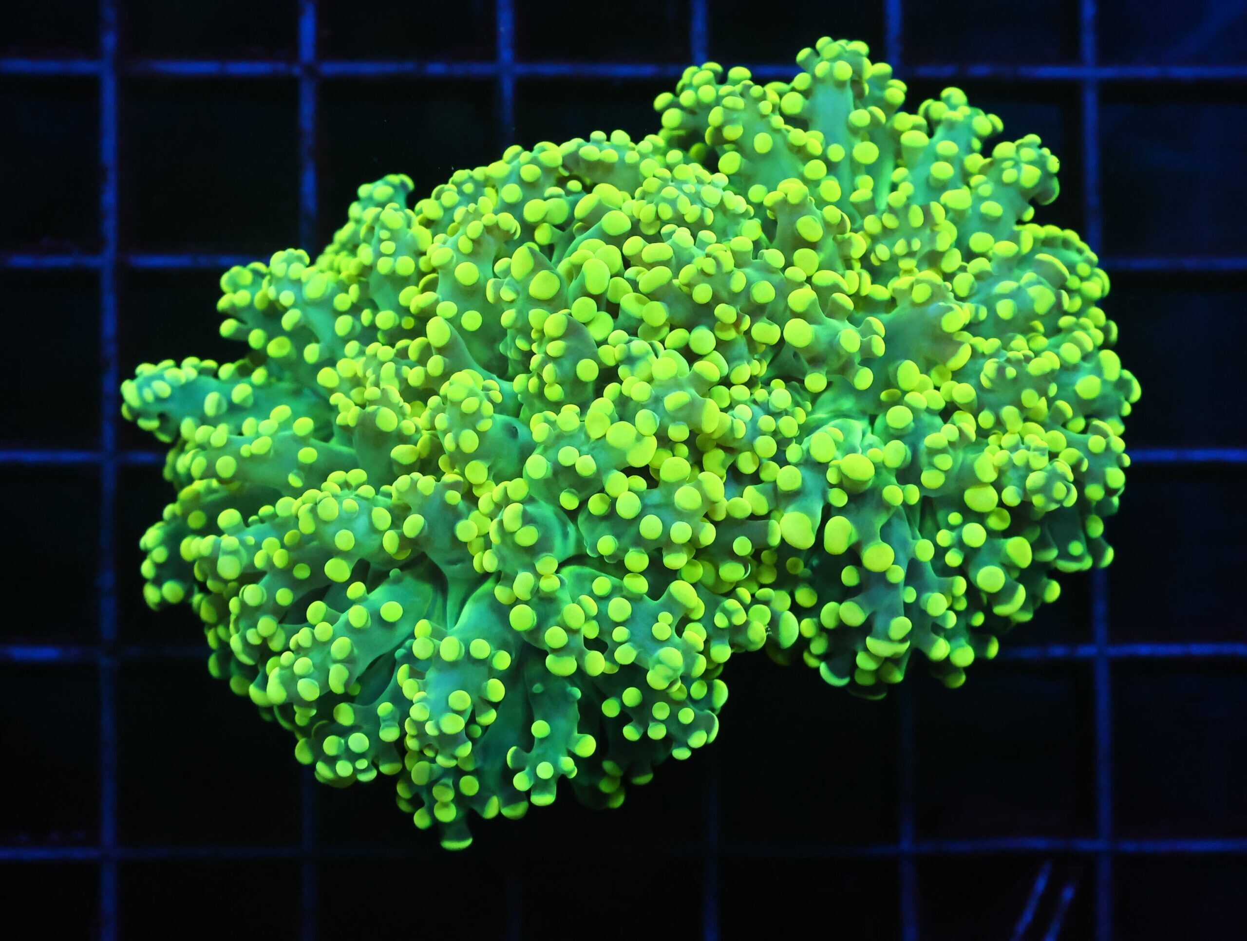 J05 - INDO FROGPSAWN BRANCH GAMMA RAY 2 HEAD