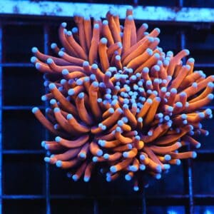 J10 - INDO TORCH GOLD VARIANT 3 HEAD