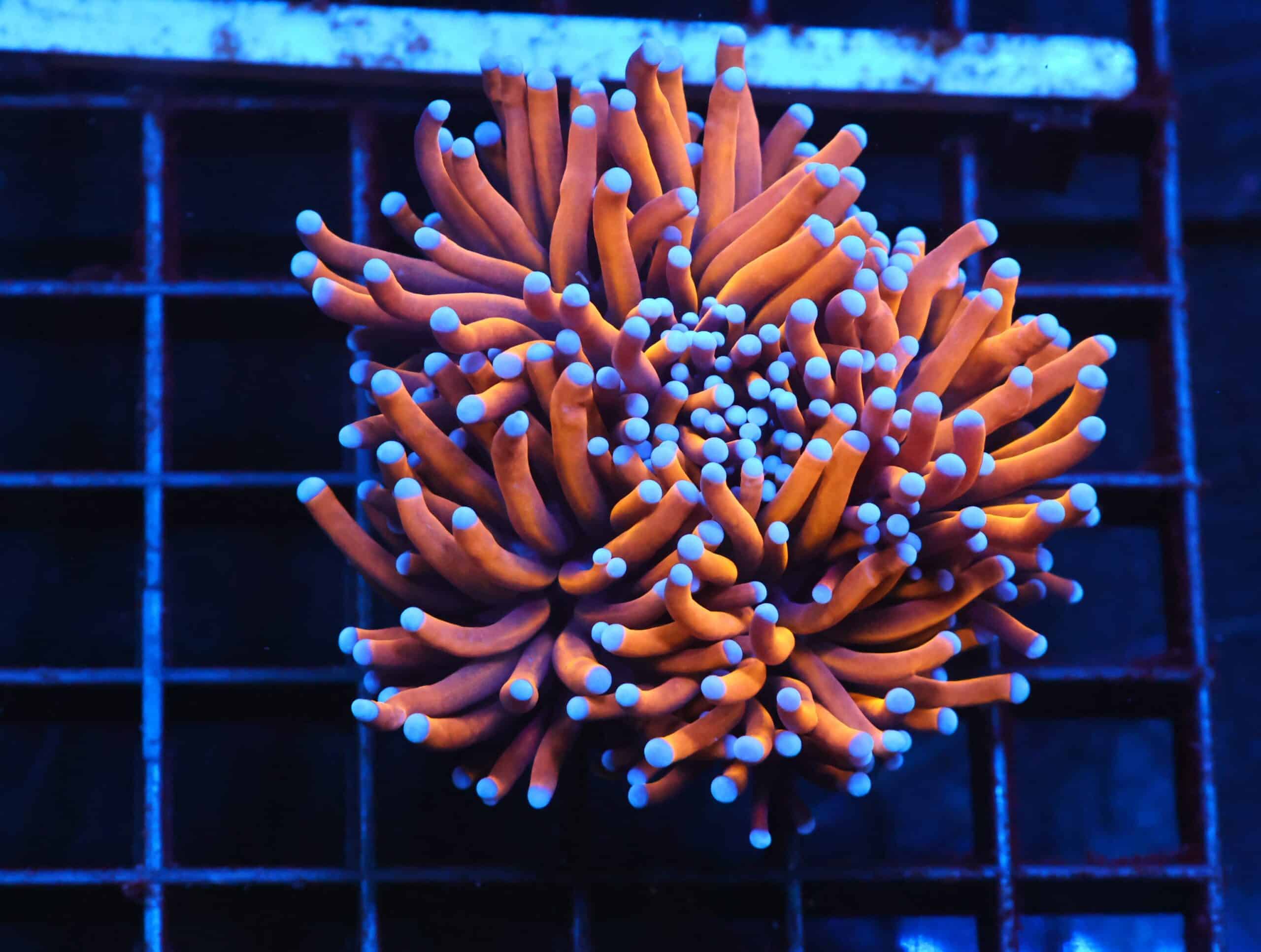 J10 - INDO TORCH GOLD VARIANT 3 HEAD