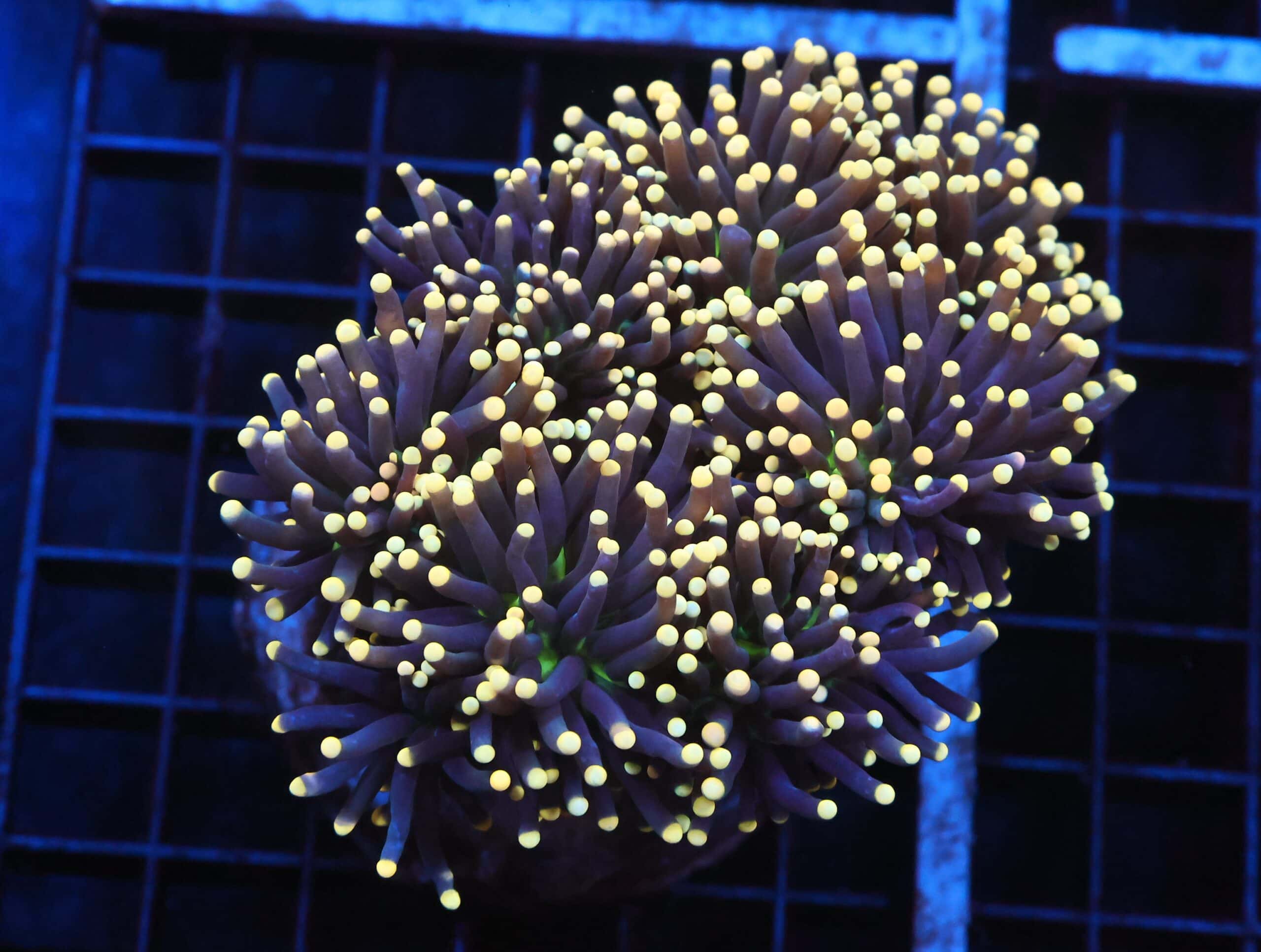 J101 - INDO TORCH BLACK LIGHT 7 HEAD