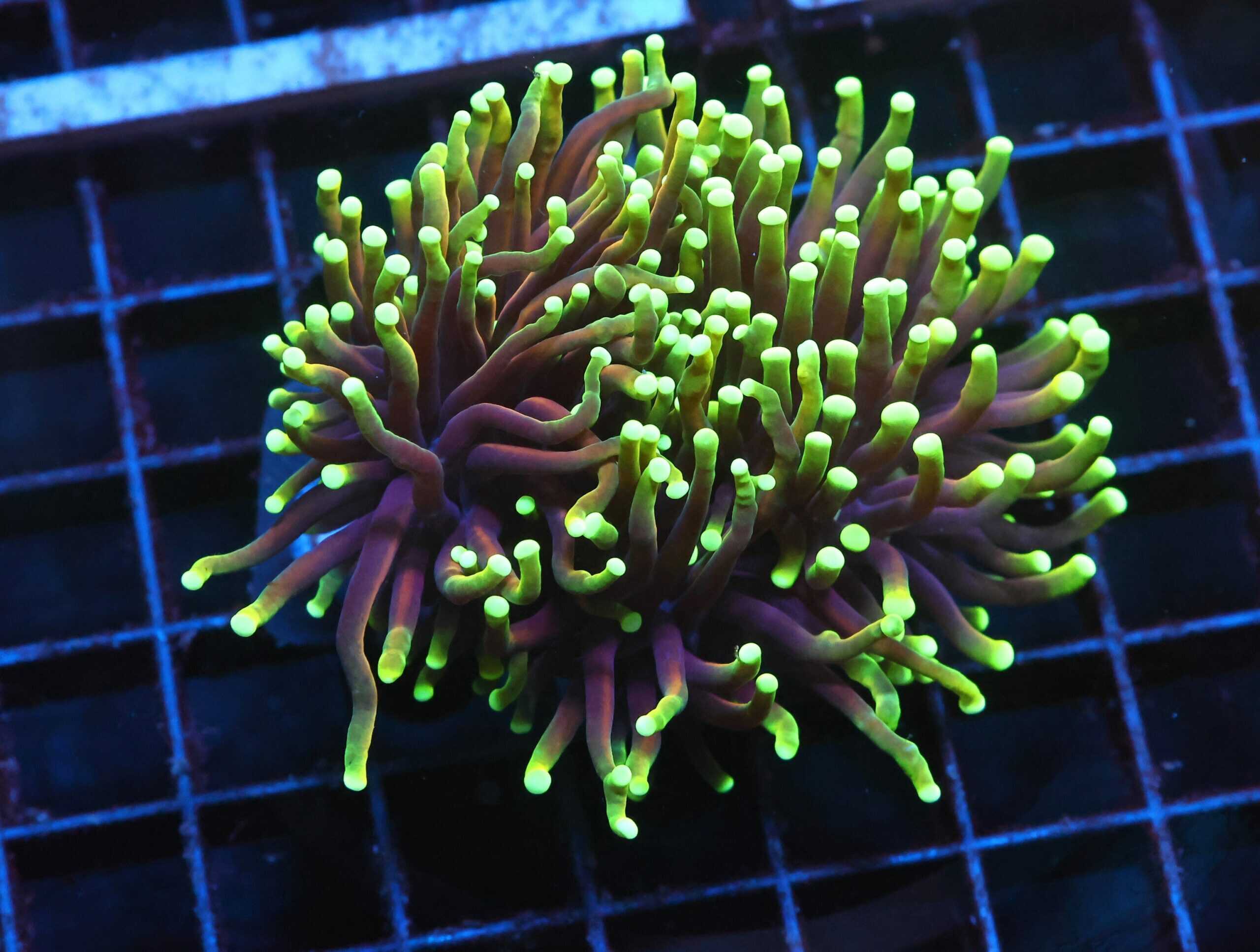 J105 - INDO TORCH DRAGON SOUL 3 HEAD