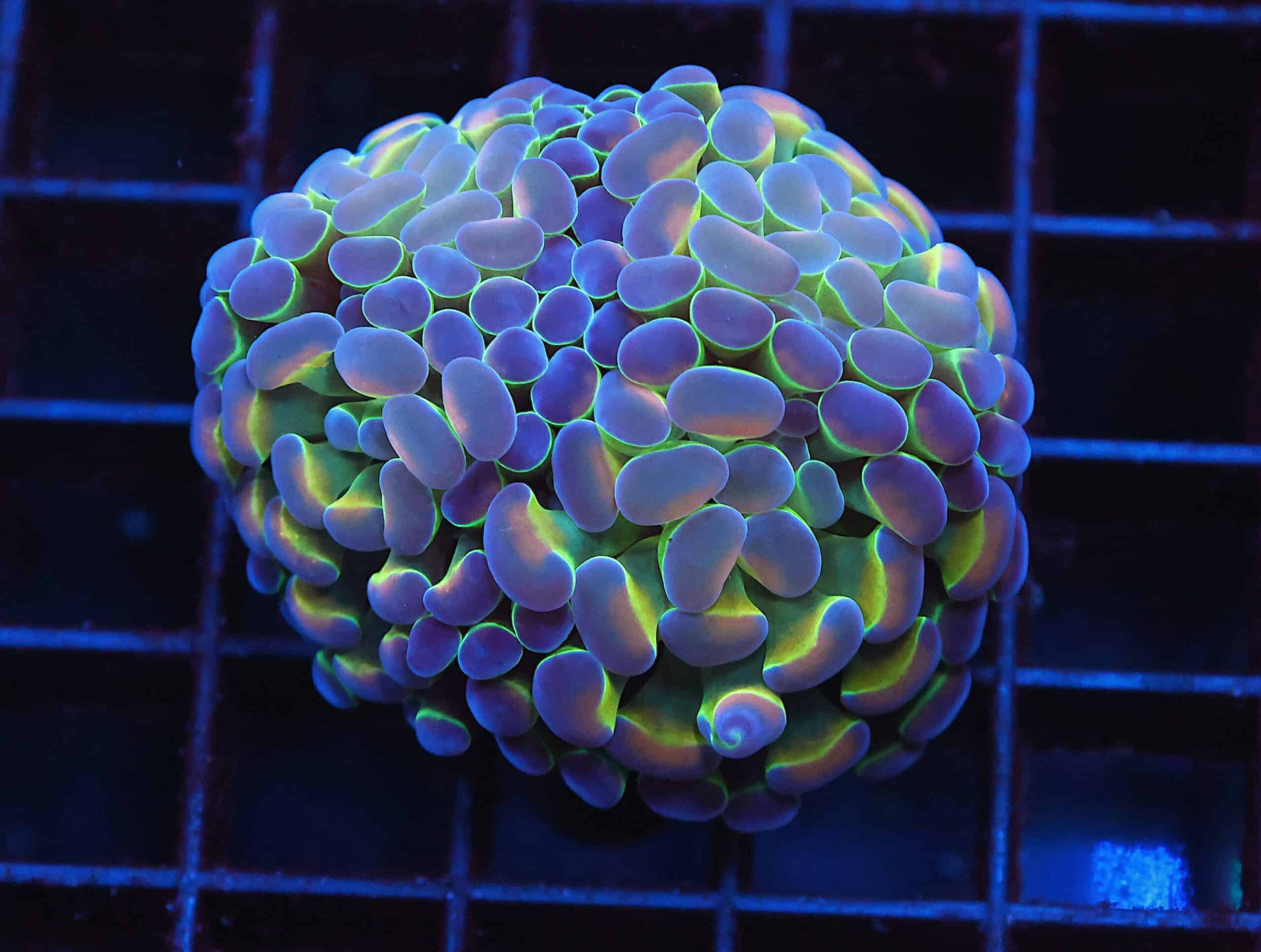 J108 - INDO HAMMER BRANCH PURPLE PRINCESS 2 HEAD