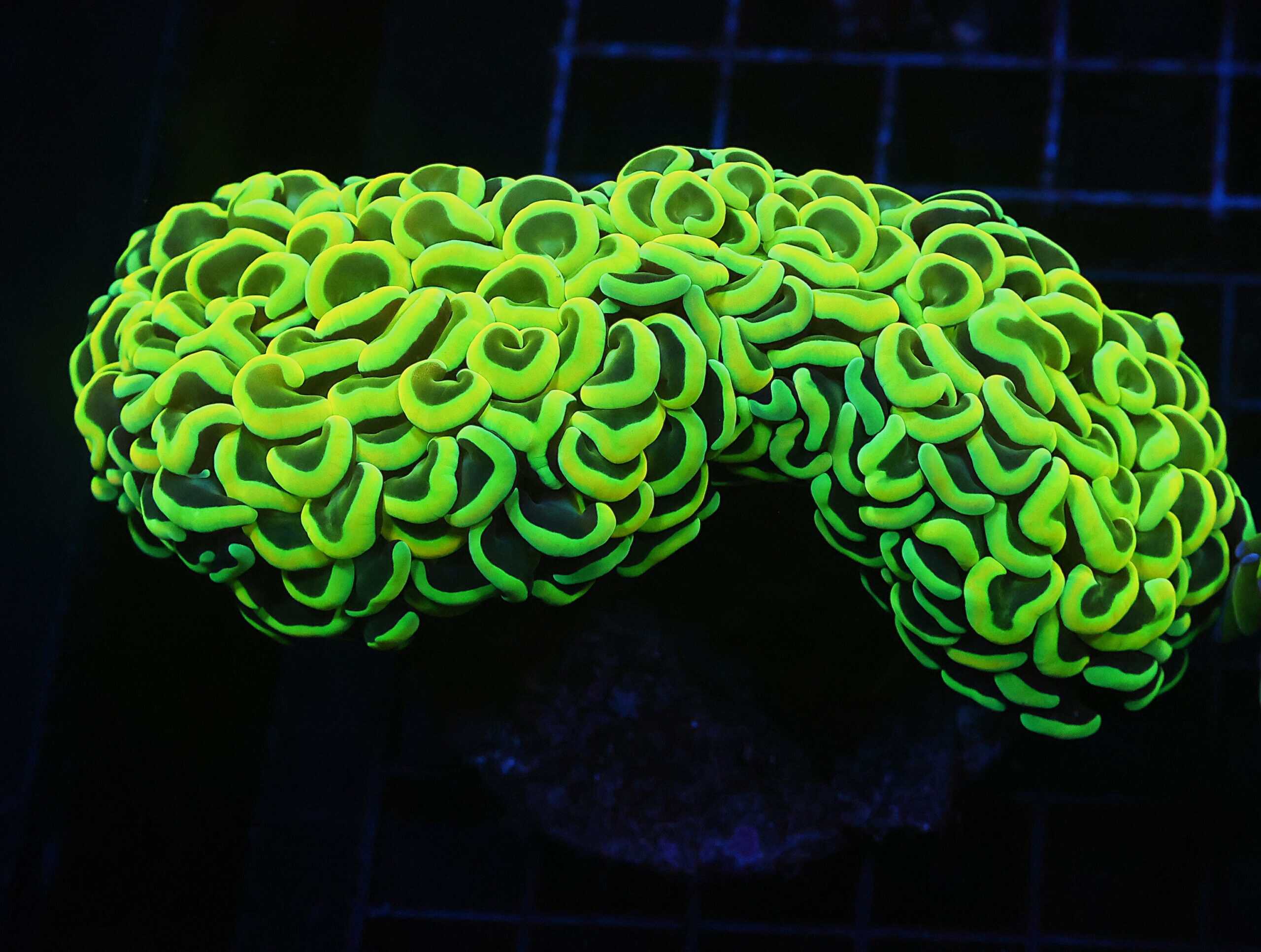 J111 - INDO HAMMER WALL GOLD