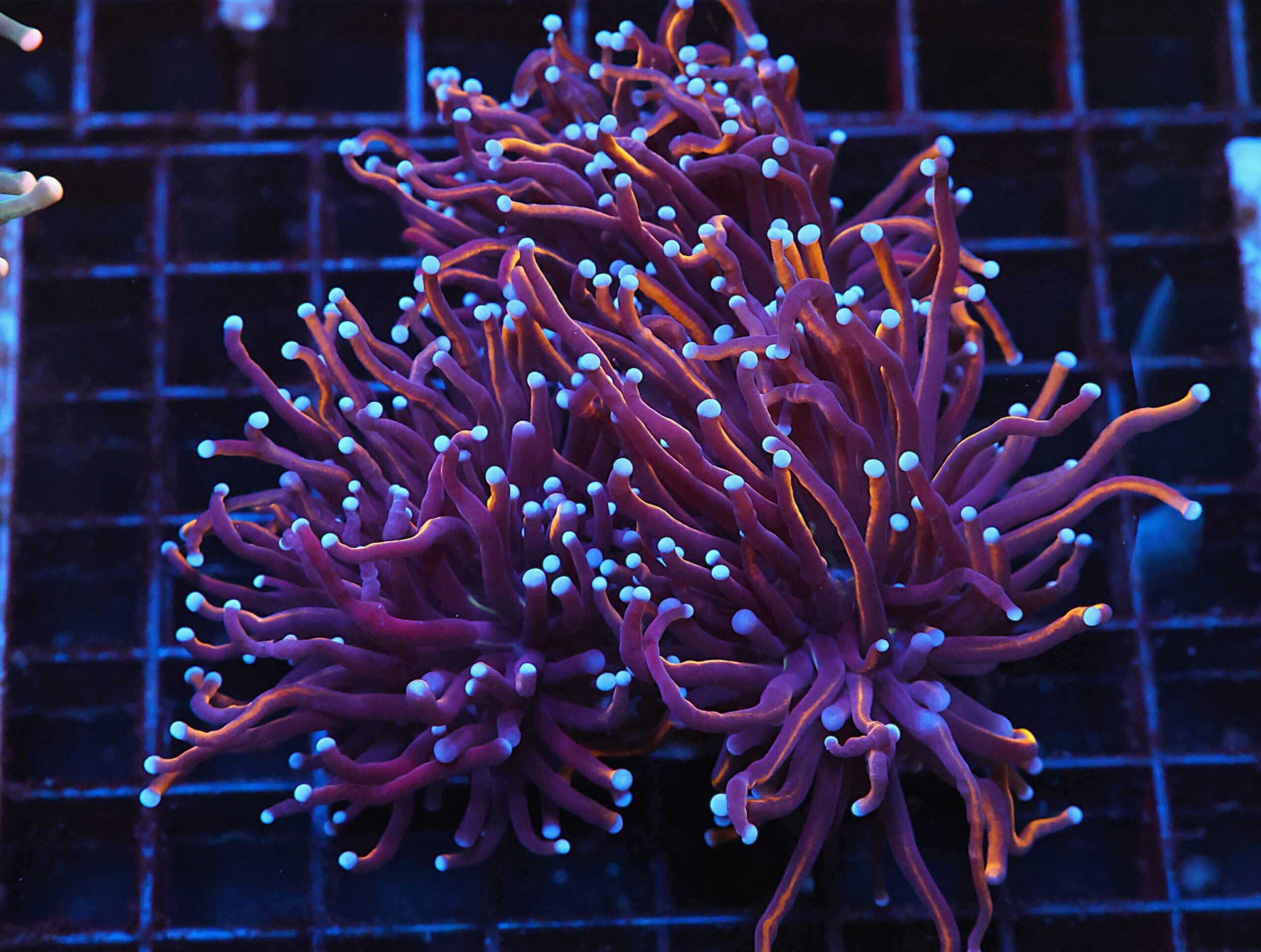 J114 - INDO TORCH GOLD VARIANT 3 HEAD