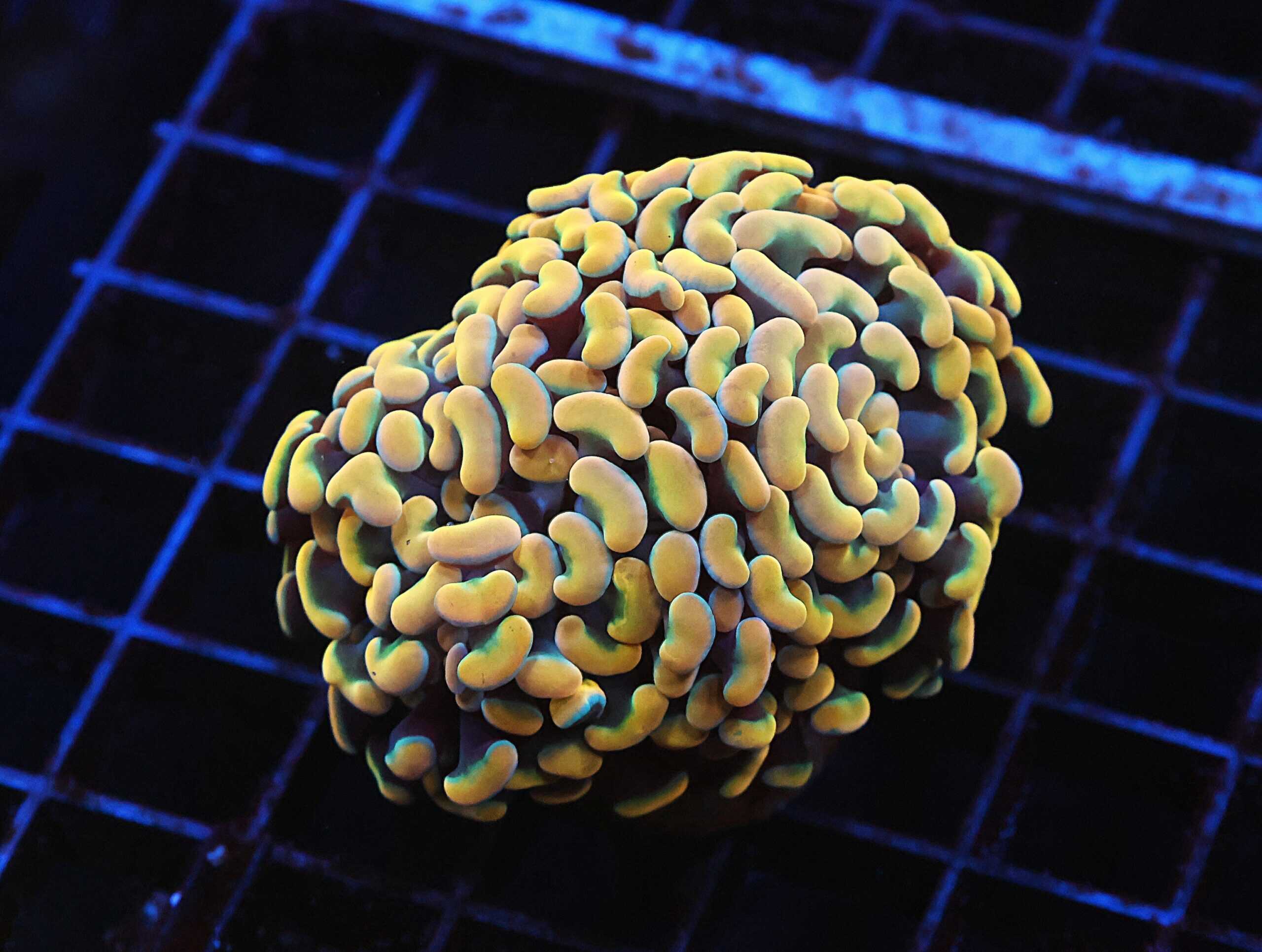 J116 - INDO HAMMER BRANCH RAINBOW GOLD 3 HEAD