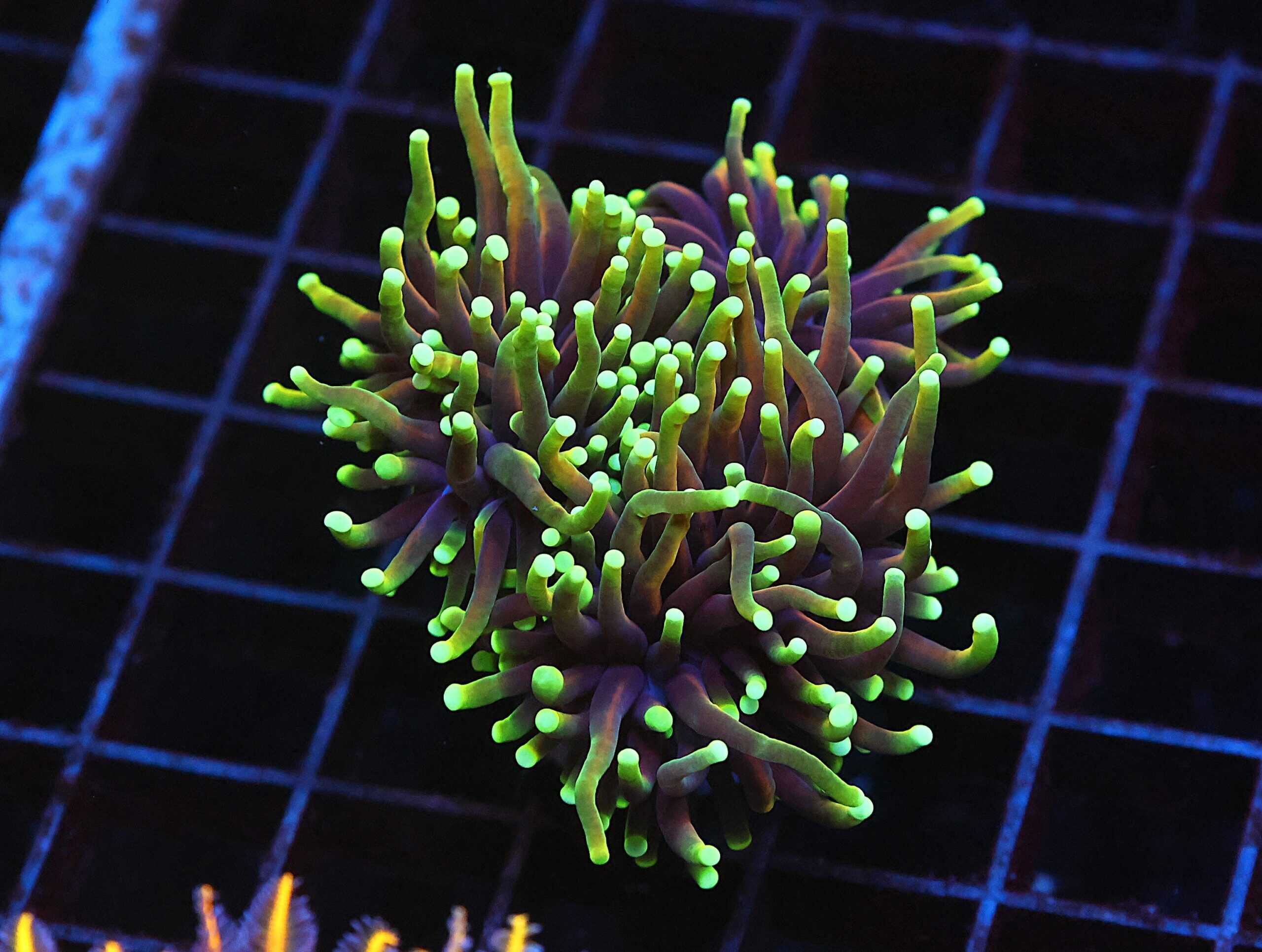 J119 - INDO TORCH DRAGON SOUL 3 HEAD