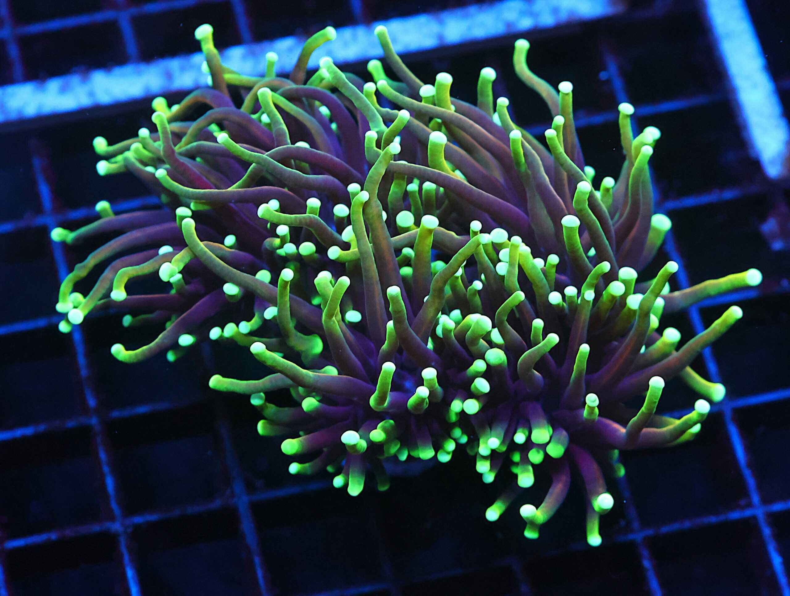 J13 - INDO TORCH DRAGON SOUL 4 HEAD