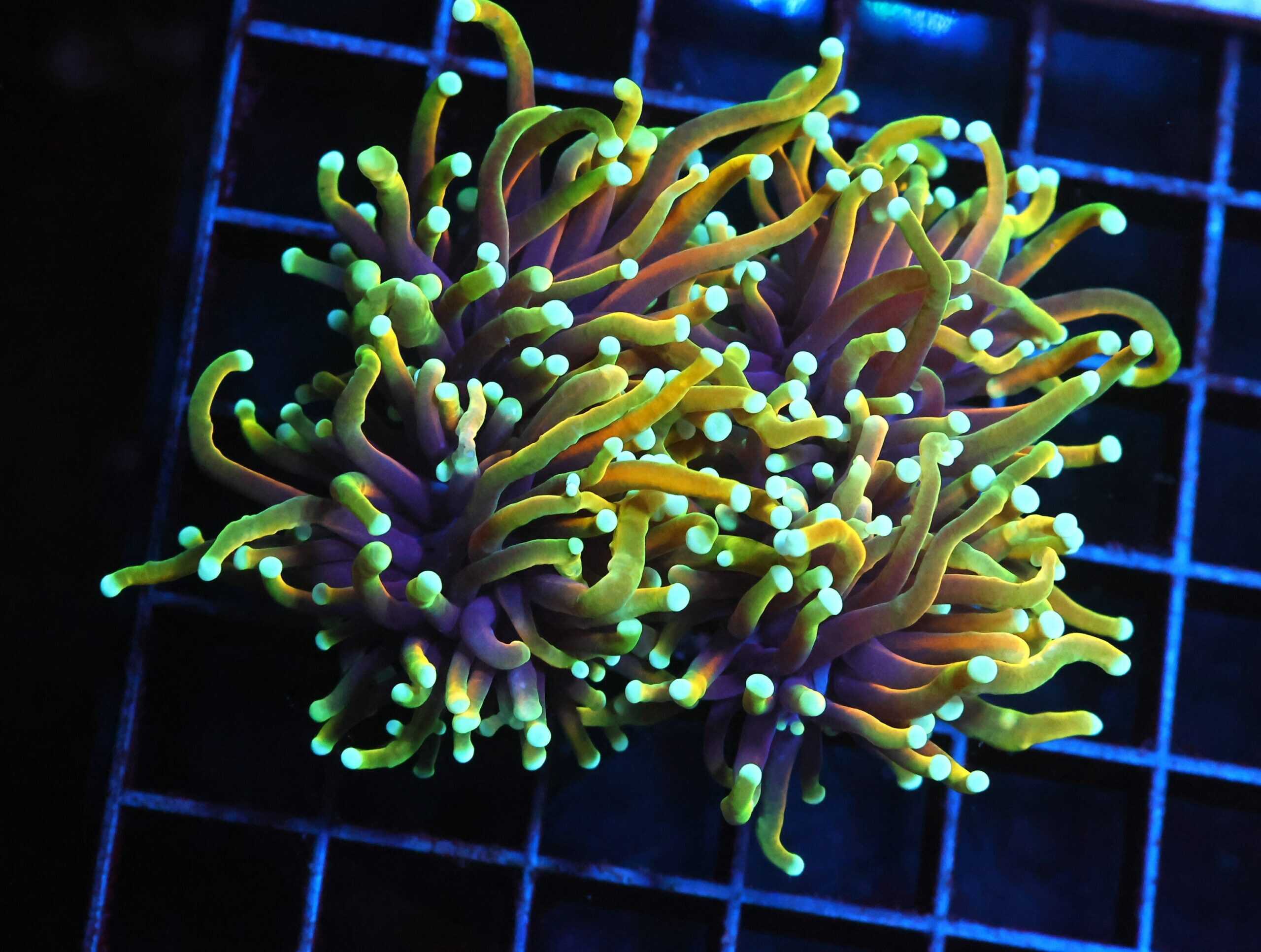 J130 - INDO TORCH HELLFIRE 2 HEAD