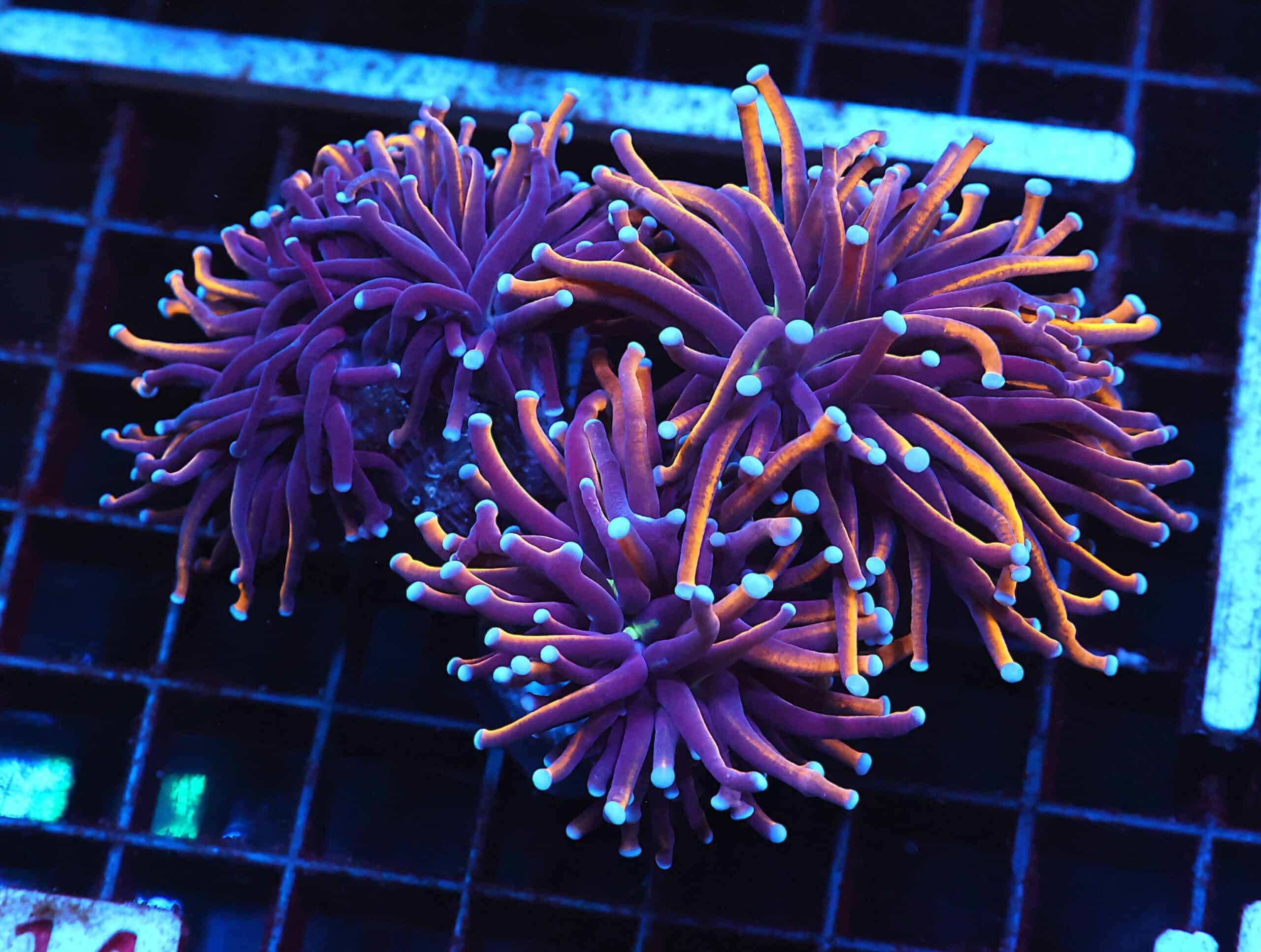 J14 - INDO TORCH GOLD VARIANT 3 HEAD