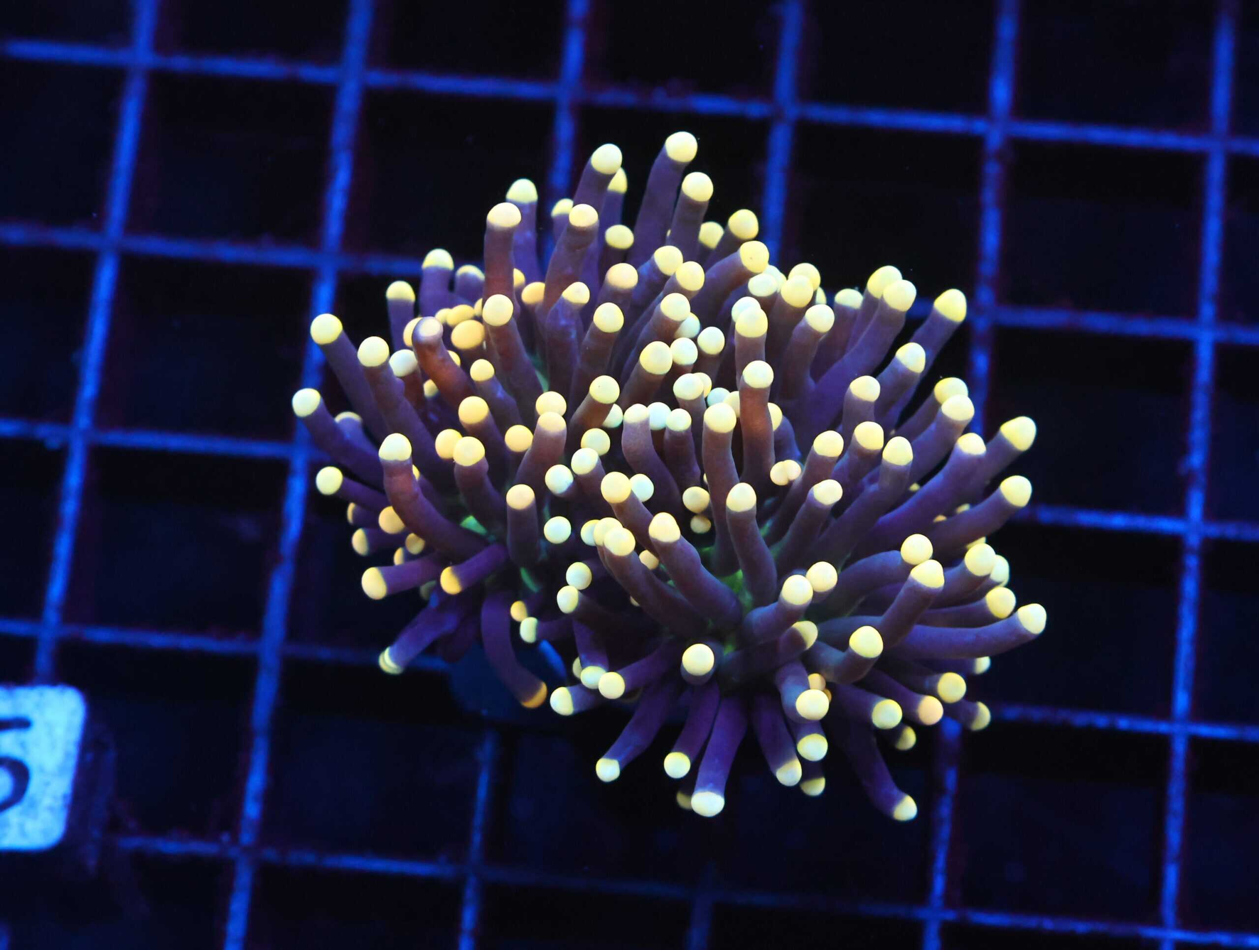 J15 - INDO TORCH BLACK LIGHT 2 HEAD